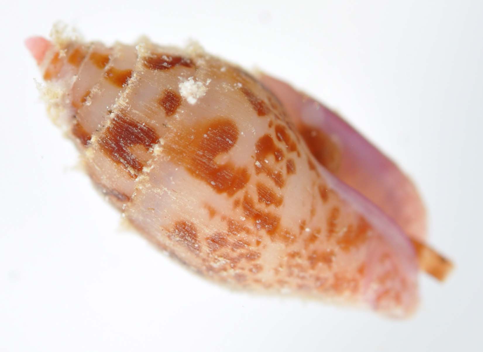 Pyrene punctata
