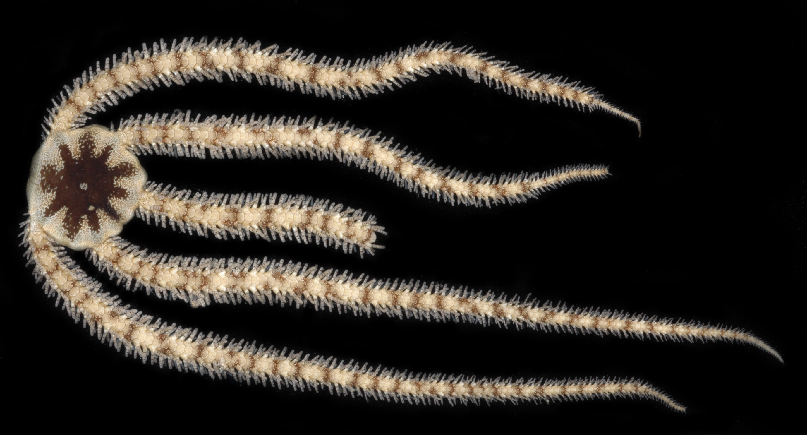 Ophiomastix elegans image