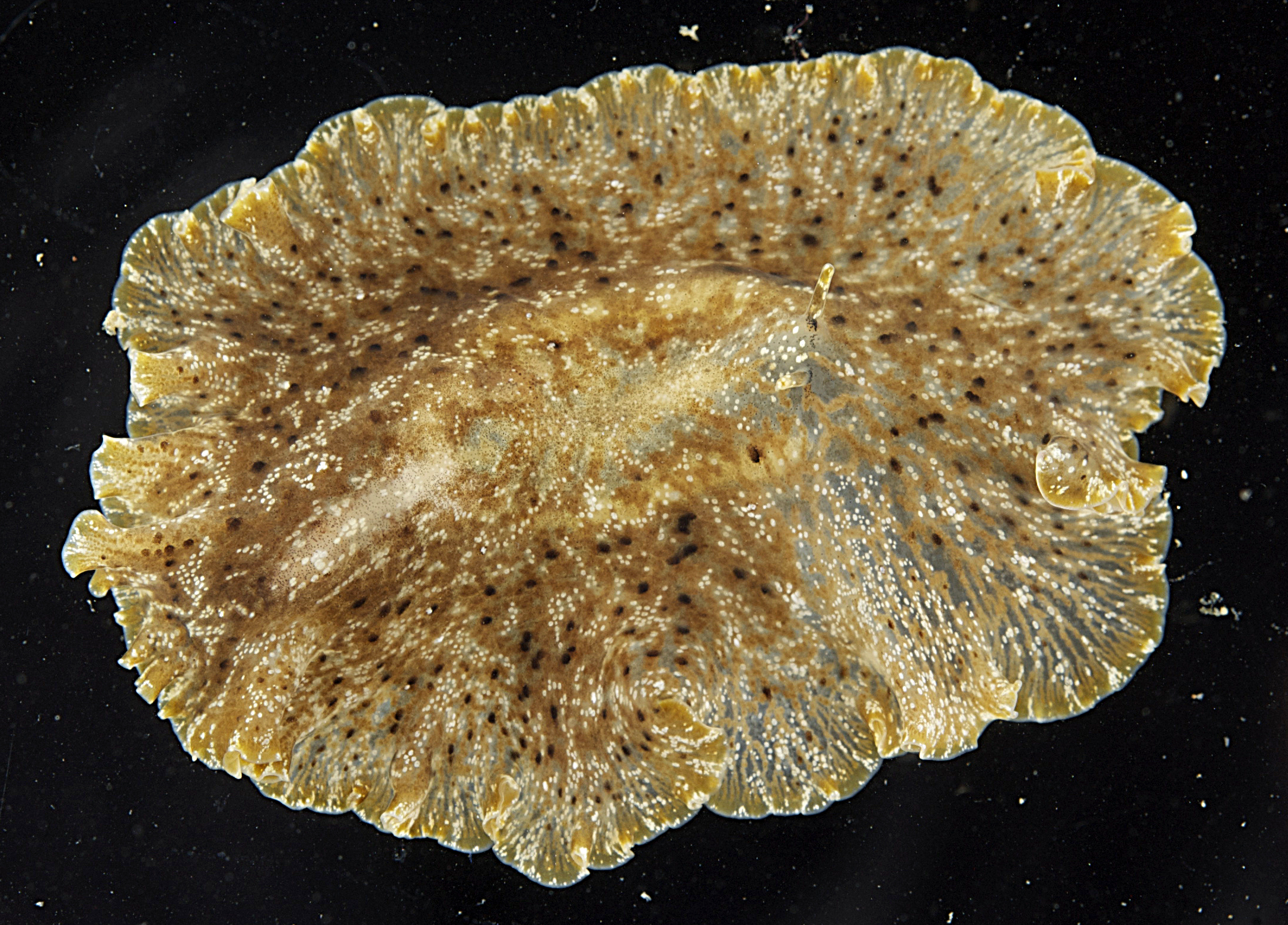 Paraplanocera oligoglena image