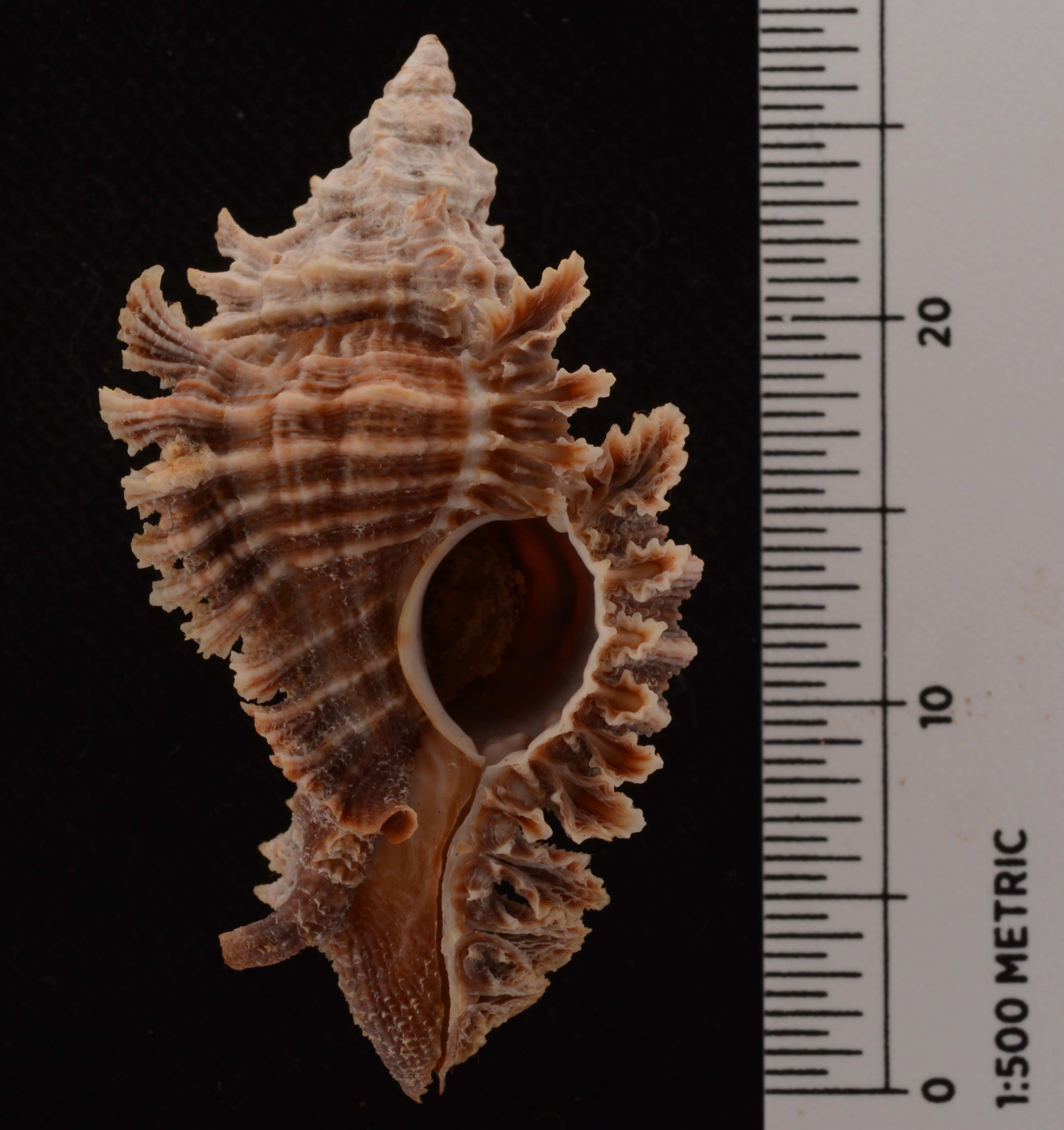 Prunum apicinum thumbnail