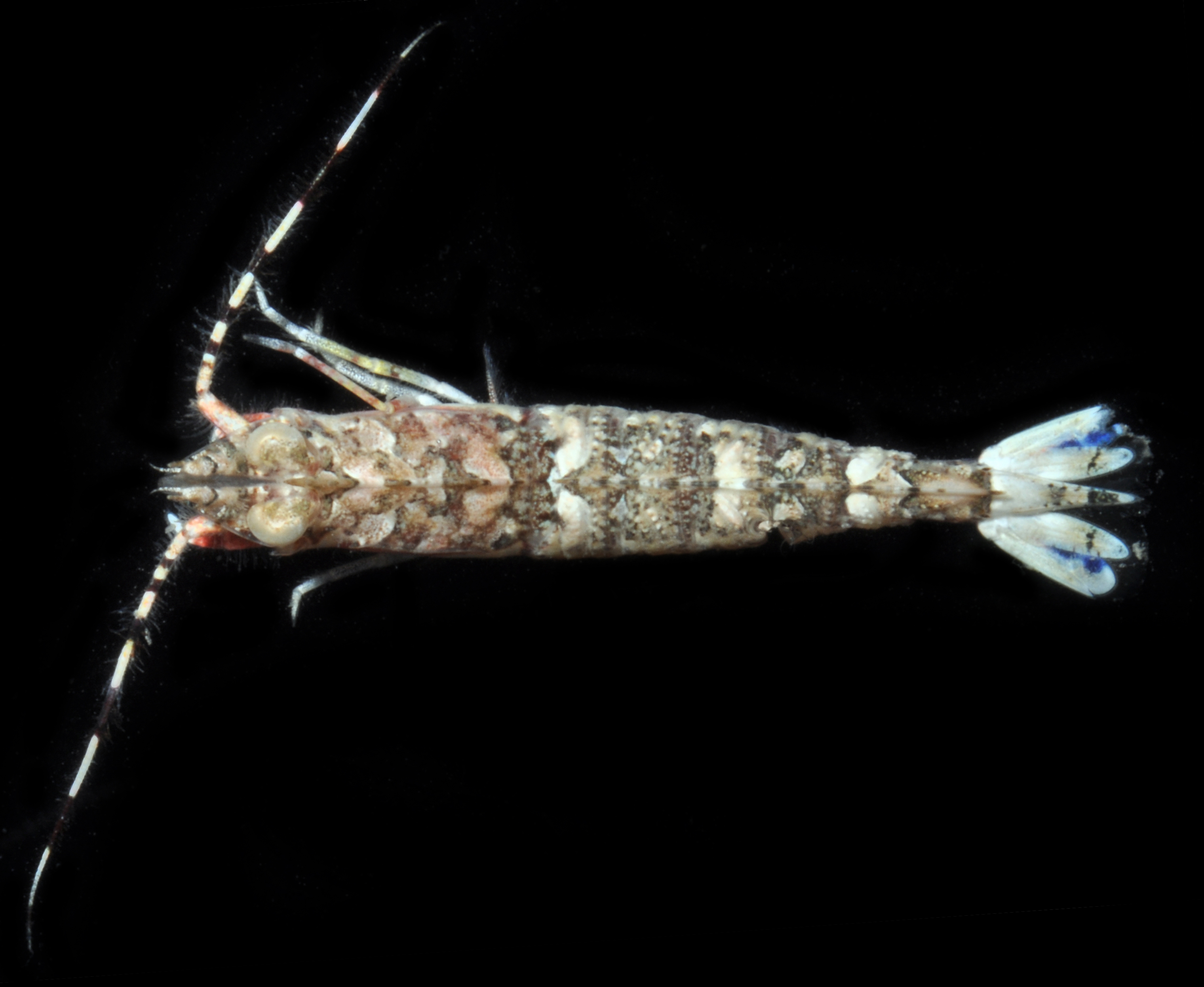 Sicyonia