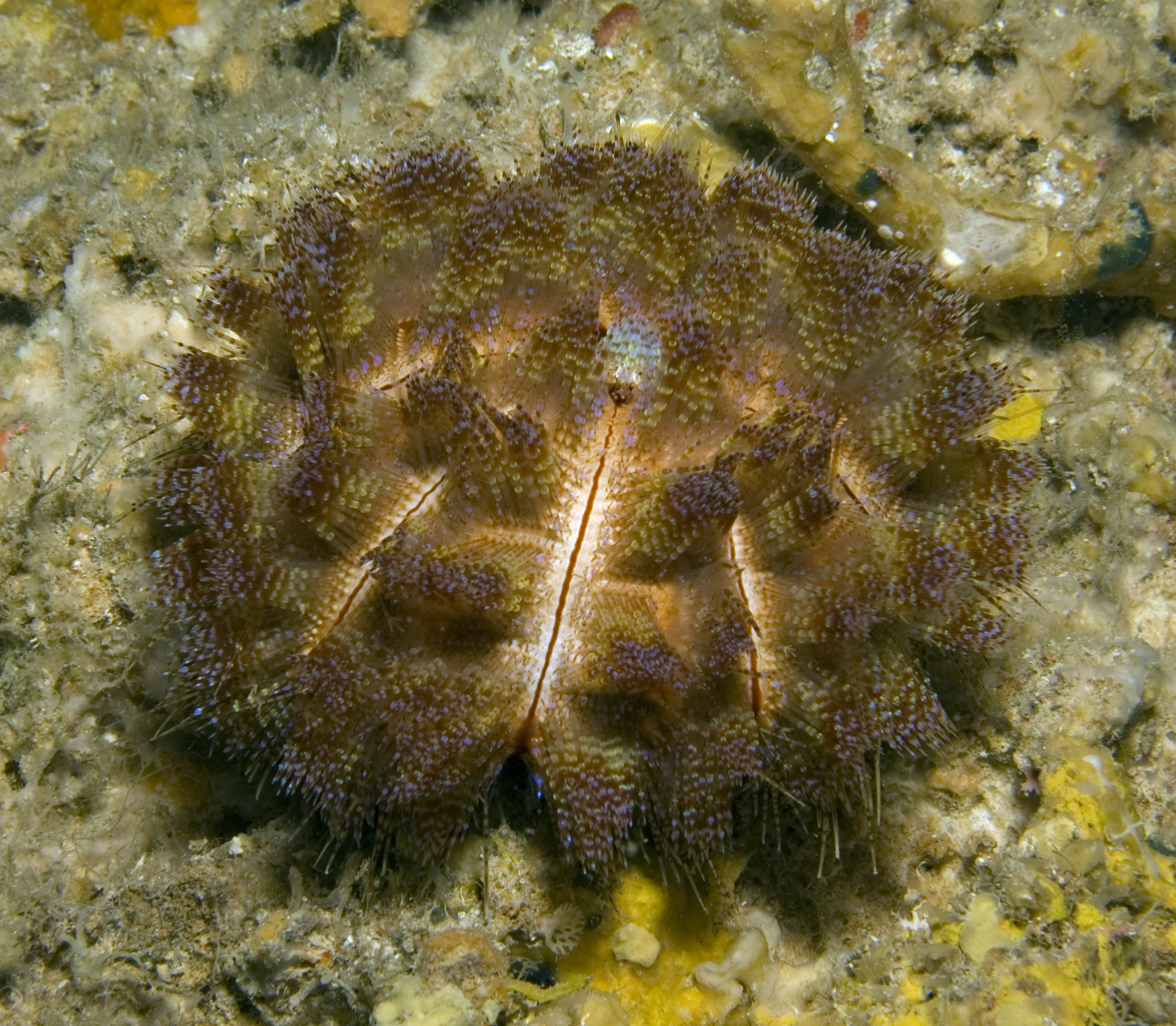 Asthenosoma thumbnail