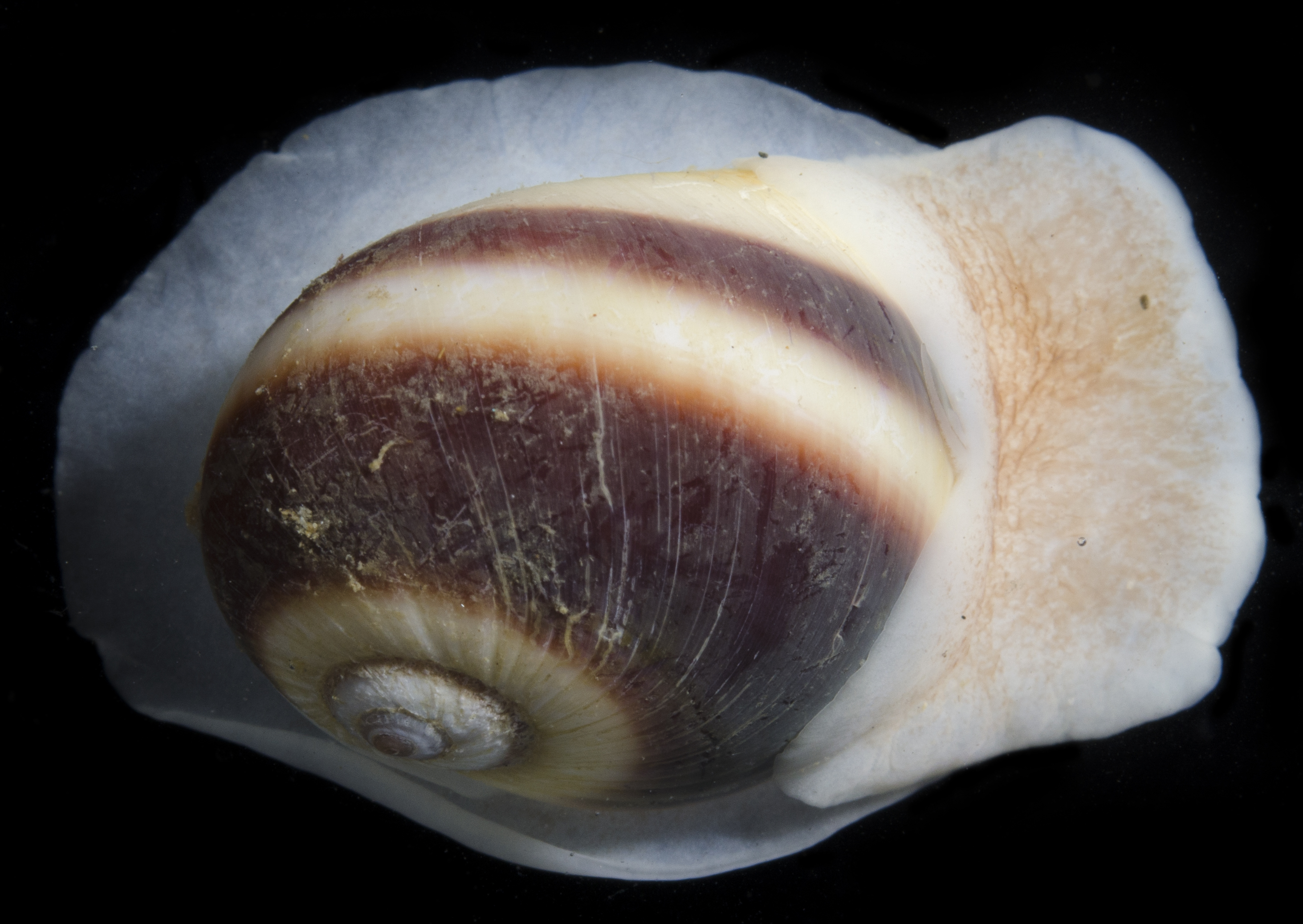 Natica vitellus thumbnail