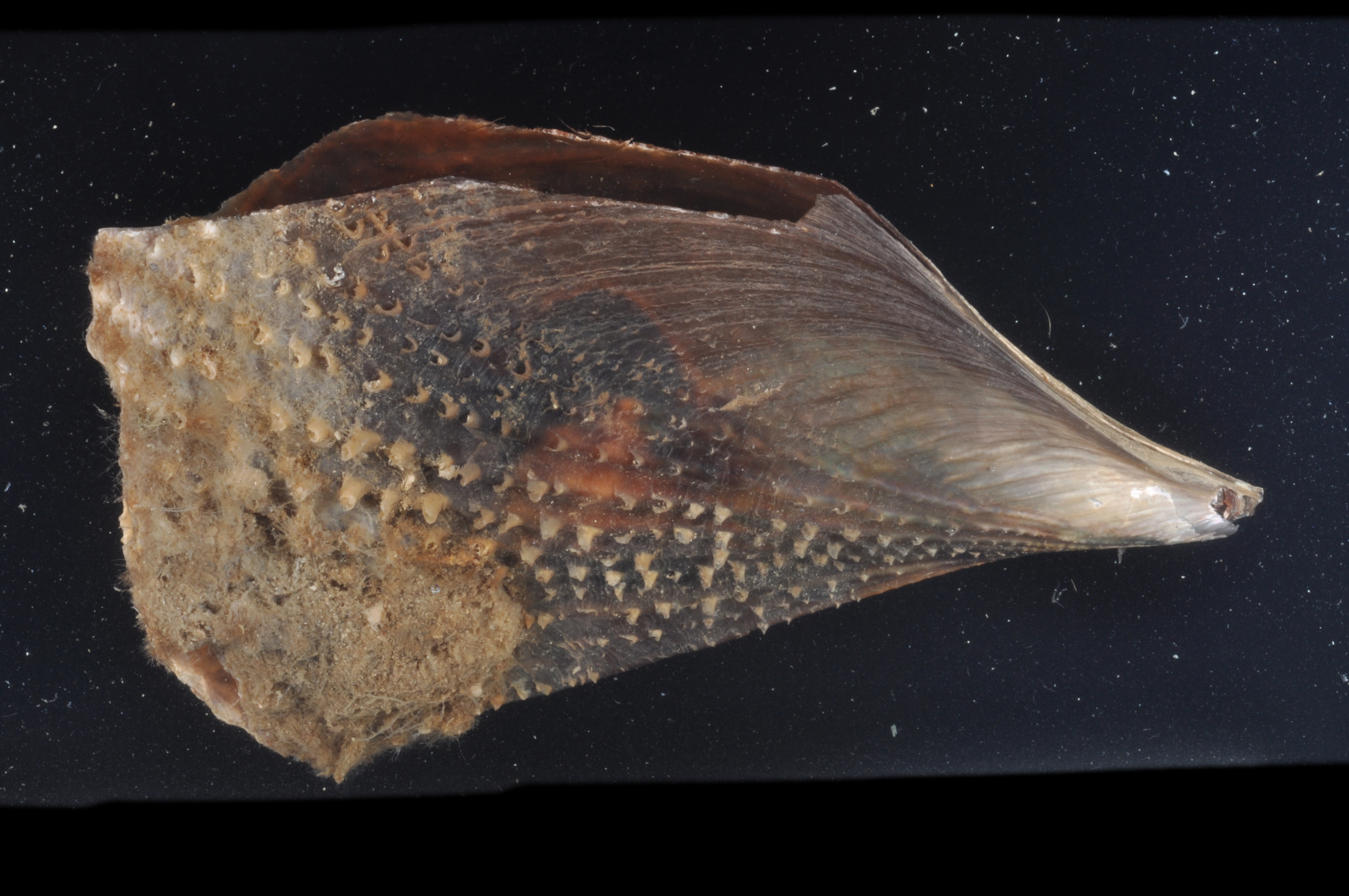Atrina rigida