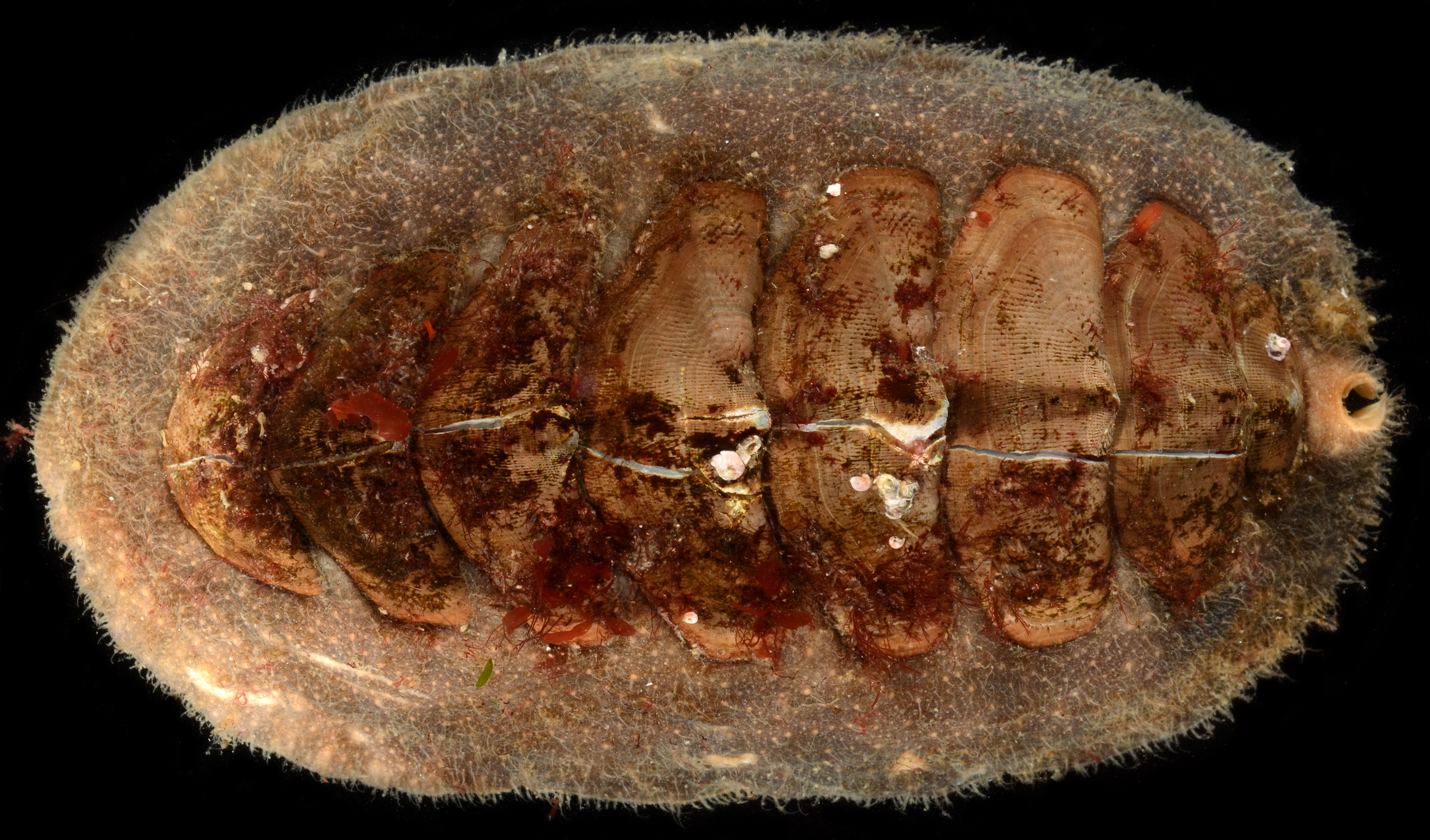Mopalia hindsii thumbnail