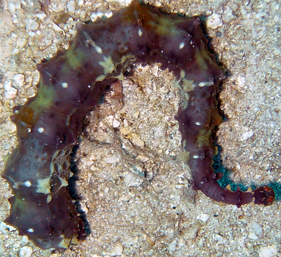 Stibarobdella macrothela