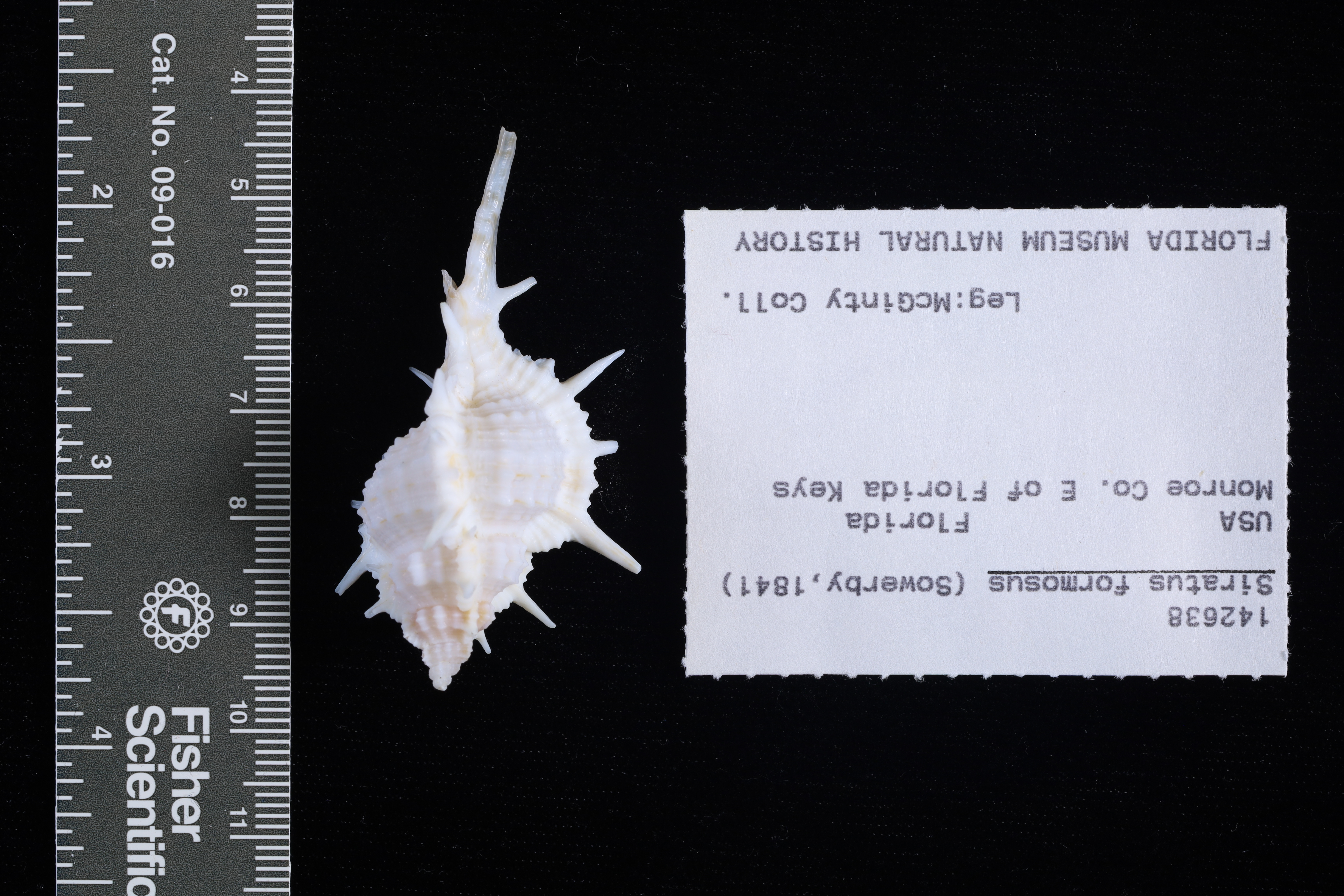 Siratus formosus thumbnail