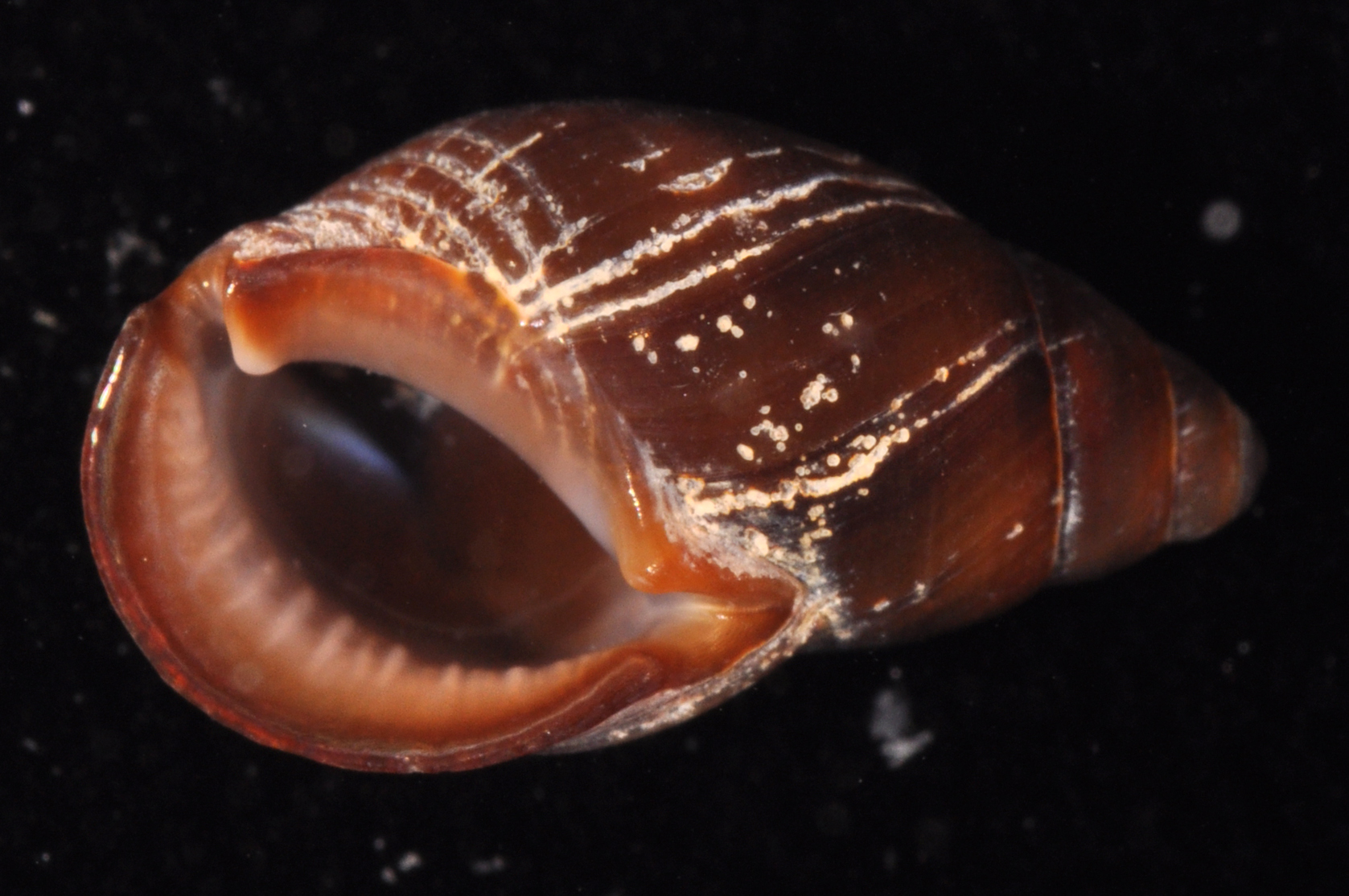 Paradrillia patruelis thumbnail