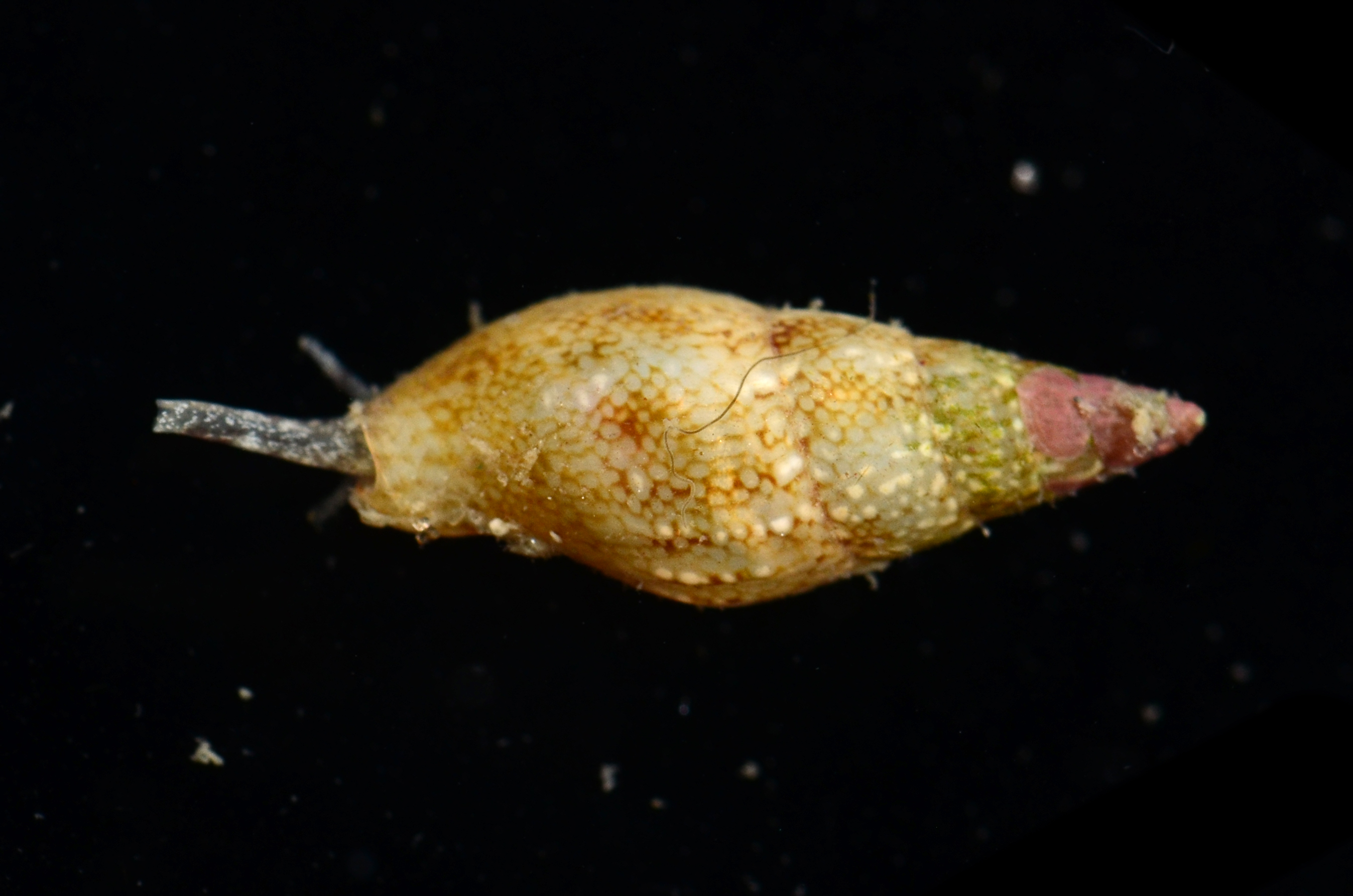 Costoanachis semiplicata thumbnail