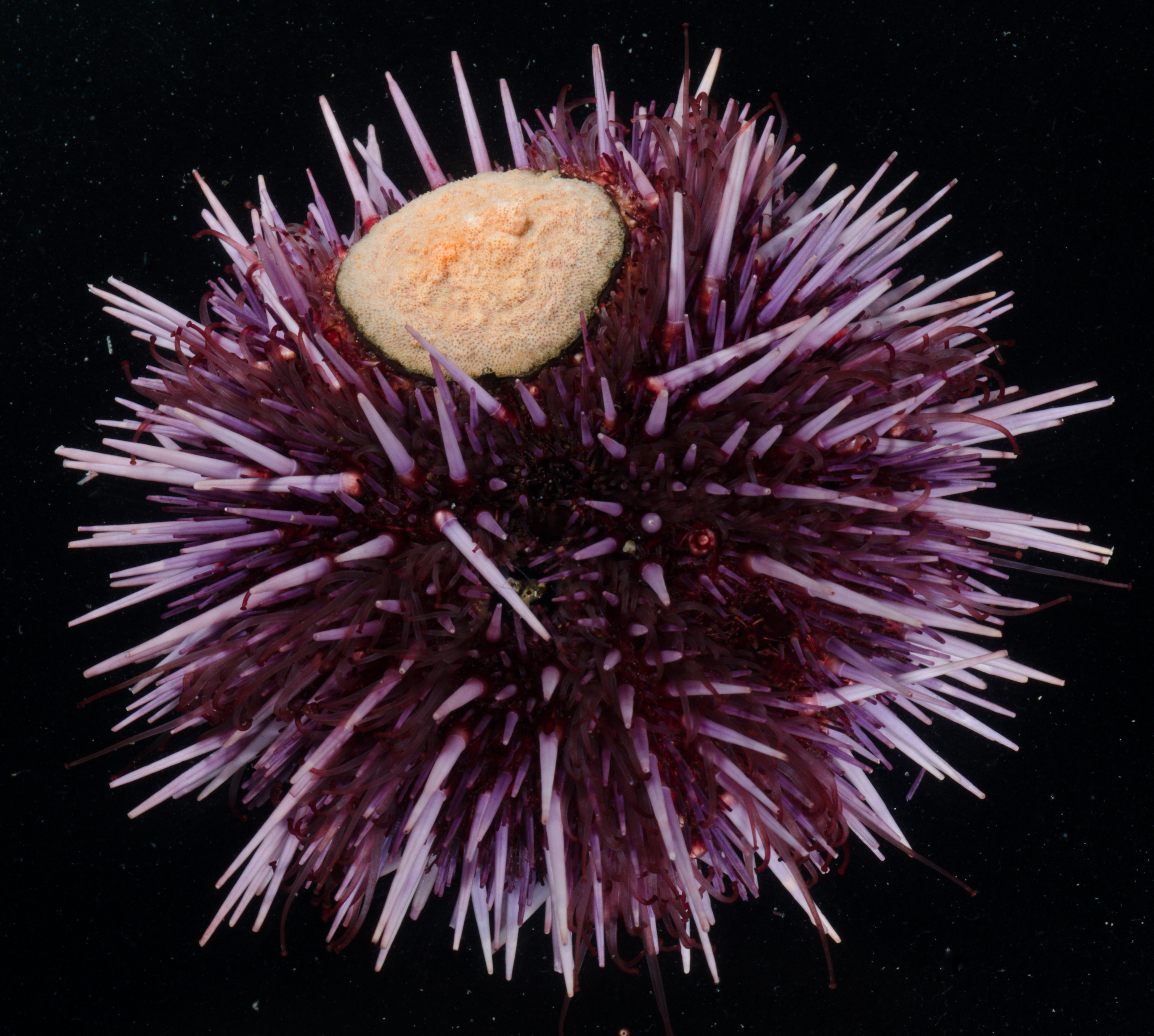 Strongylocentrotus purpuratus thumbnail