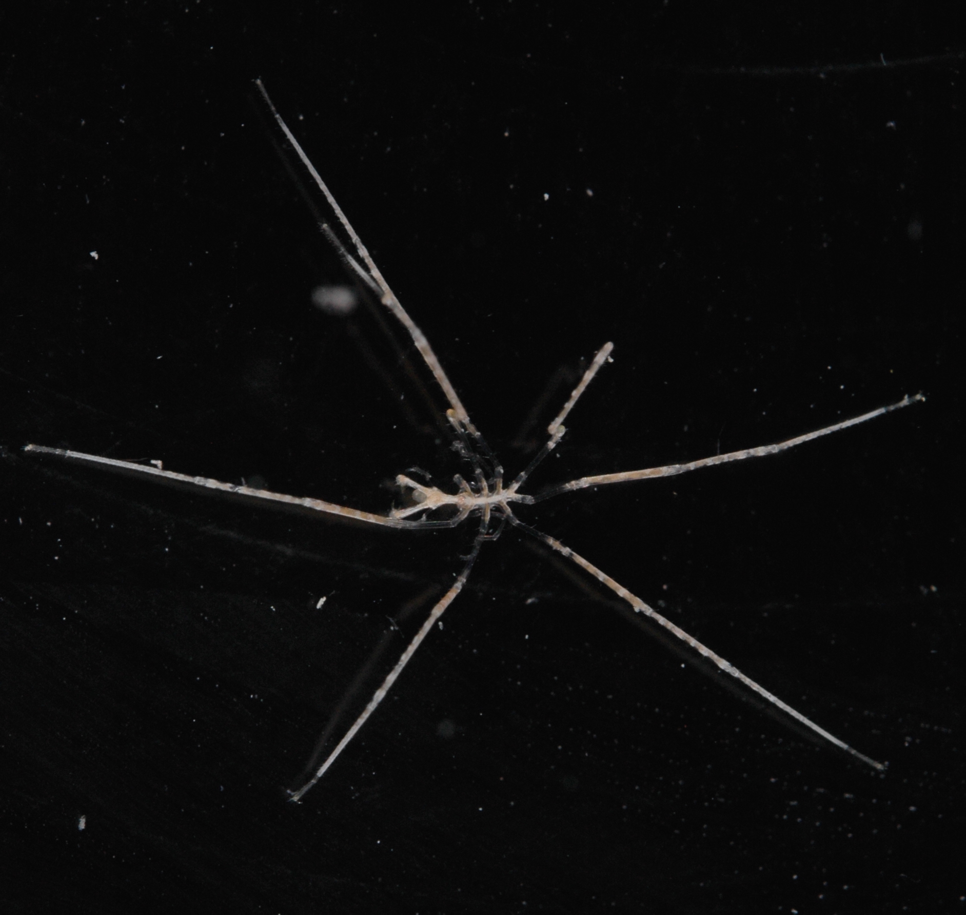 Nymphonidae
