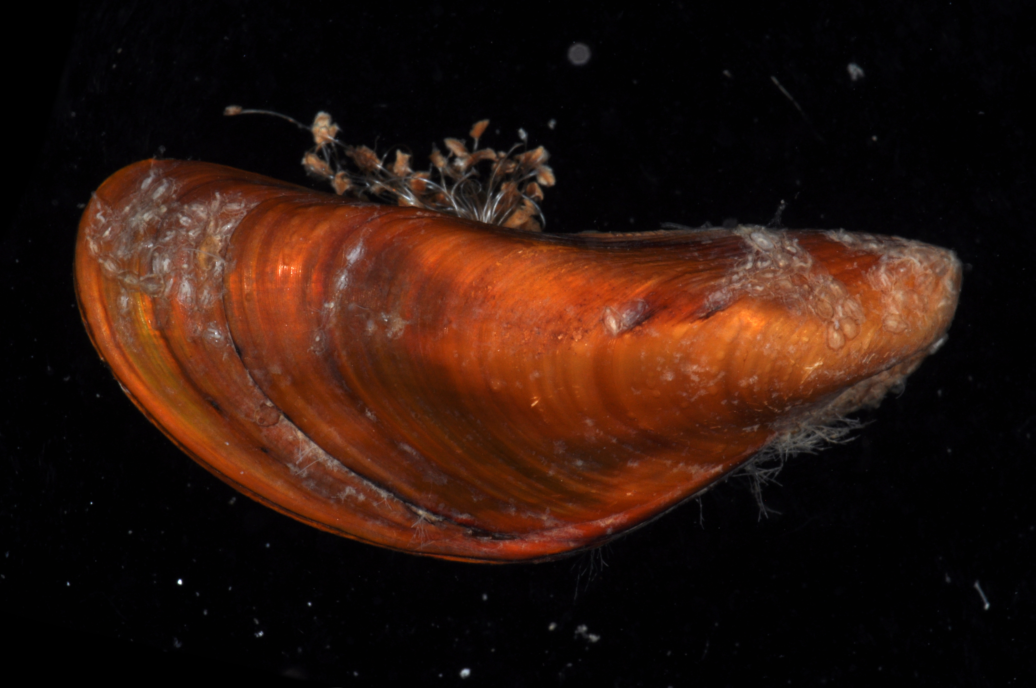 Sinomytilus