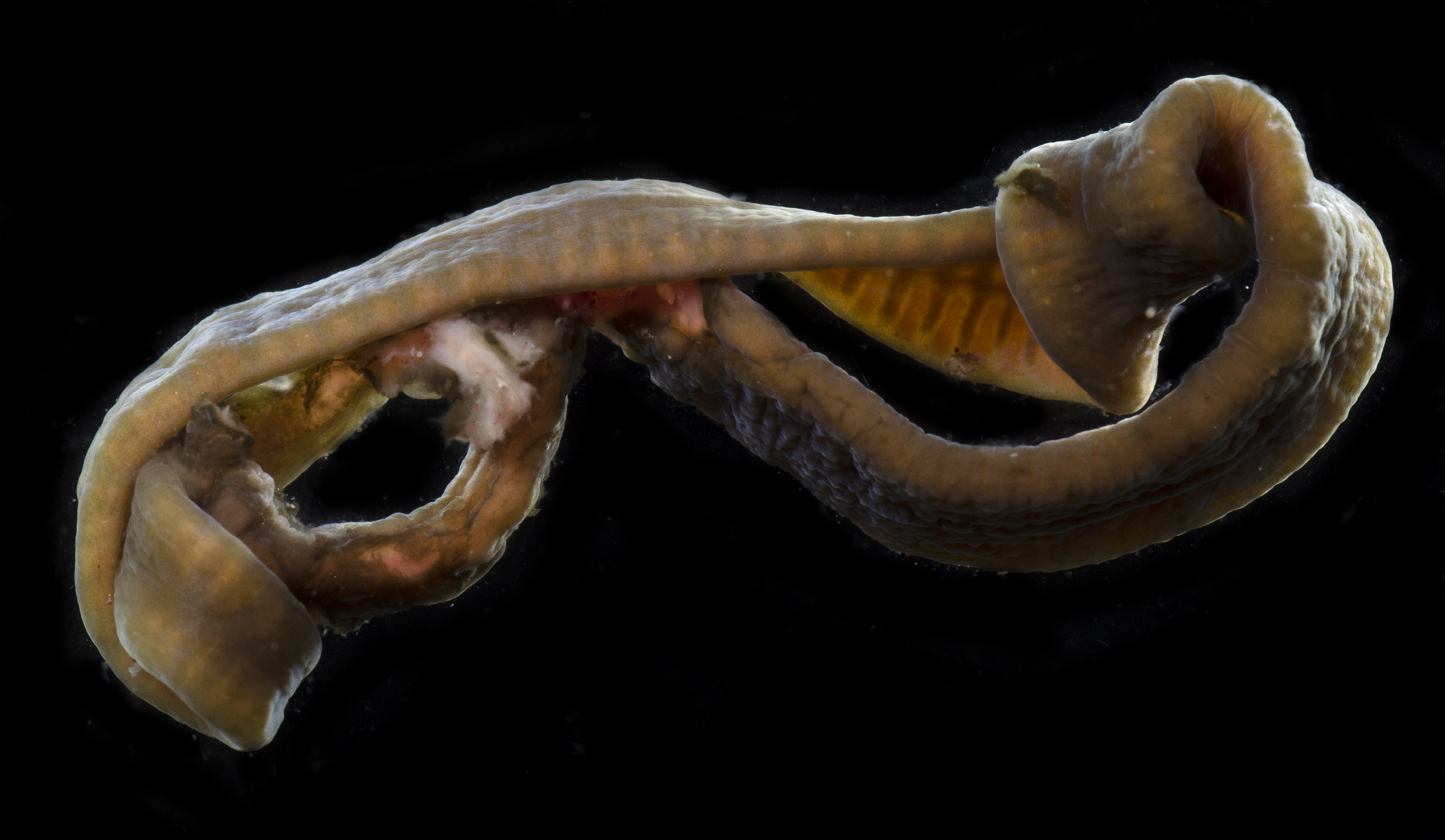 Notospermus tricuspidatus image