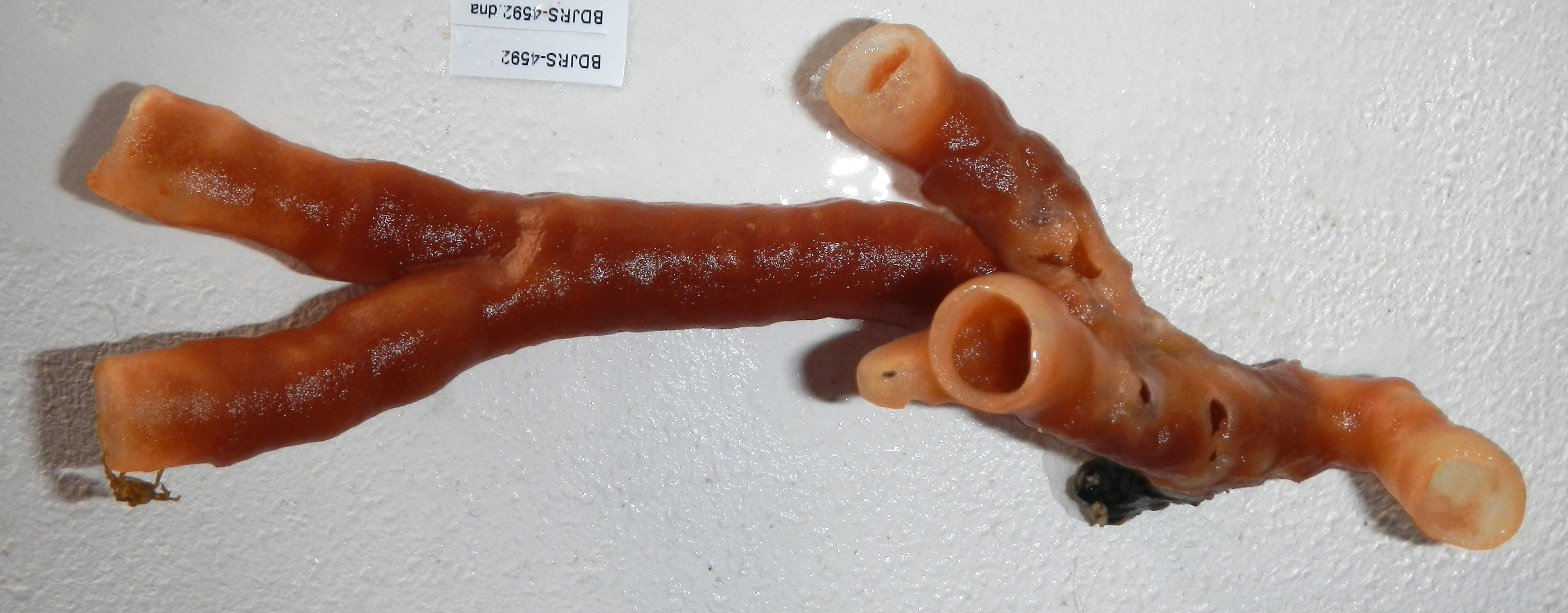 Callyspongia siphonella thumbnail