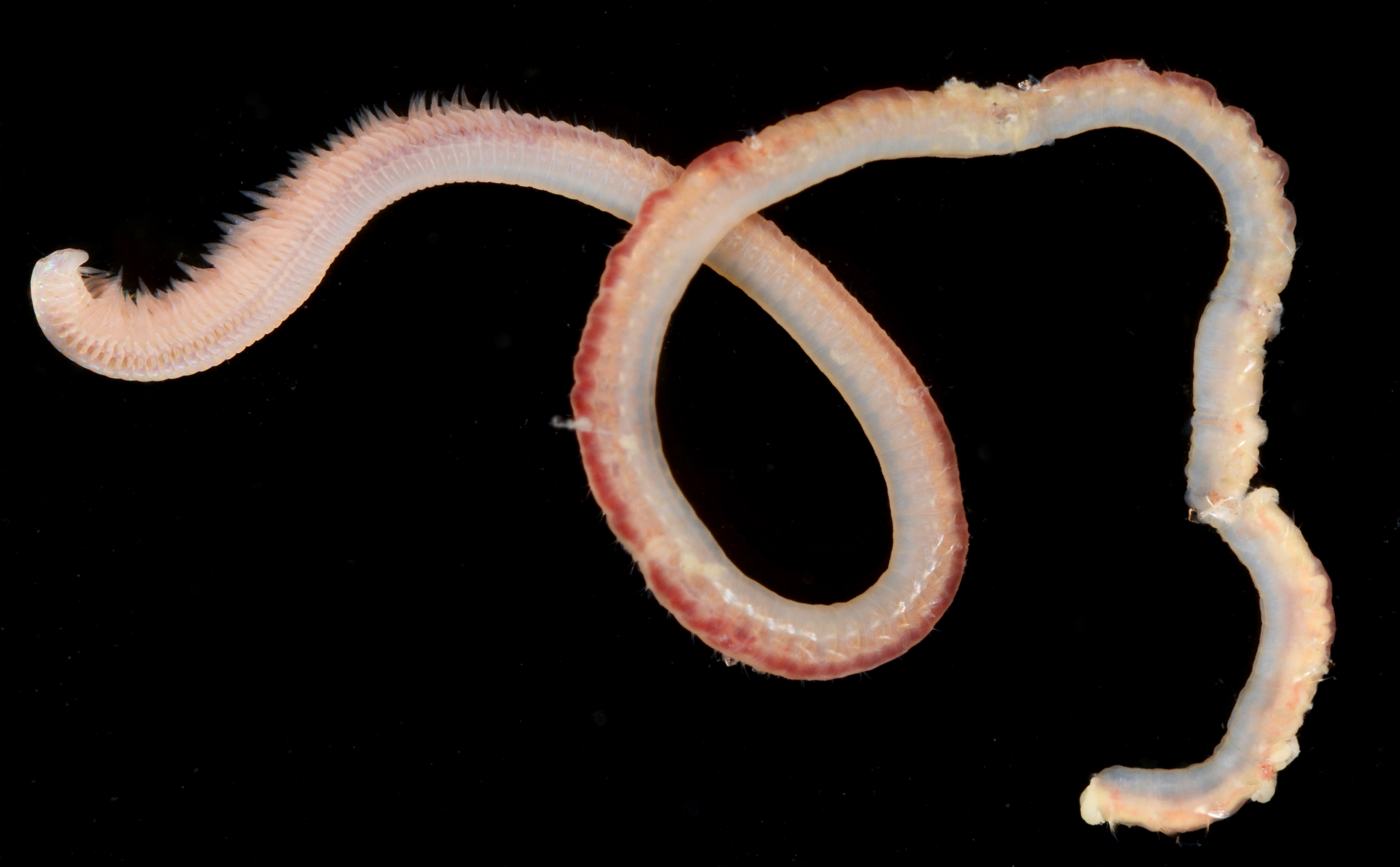 Aricidea catherinae image