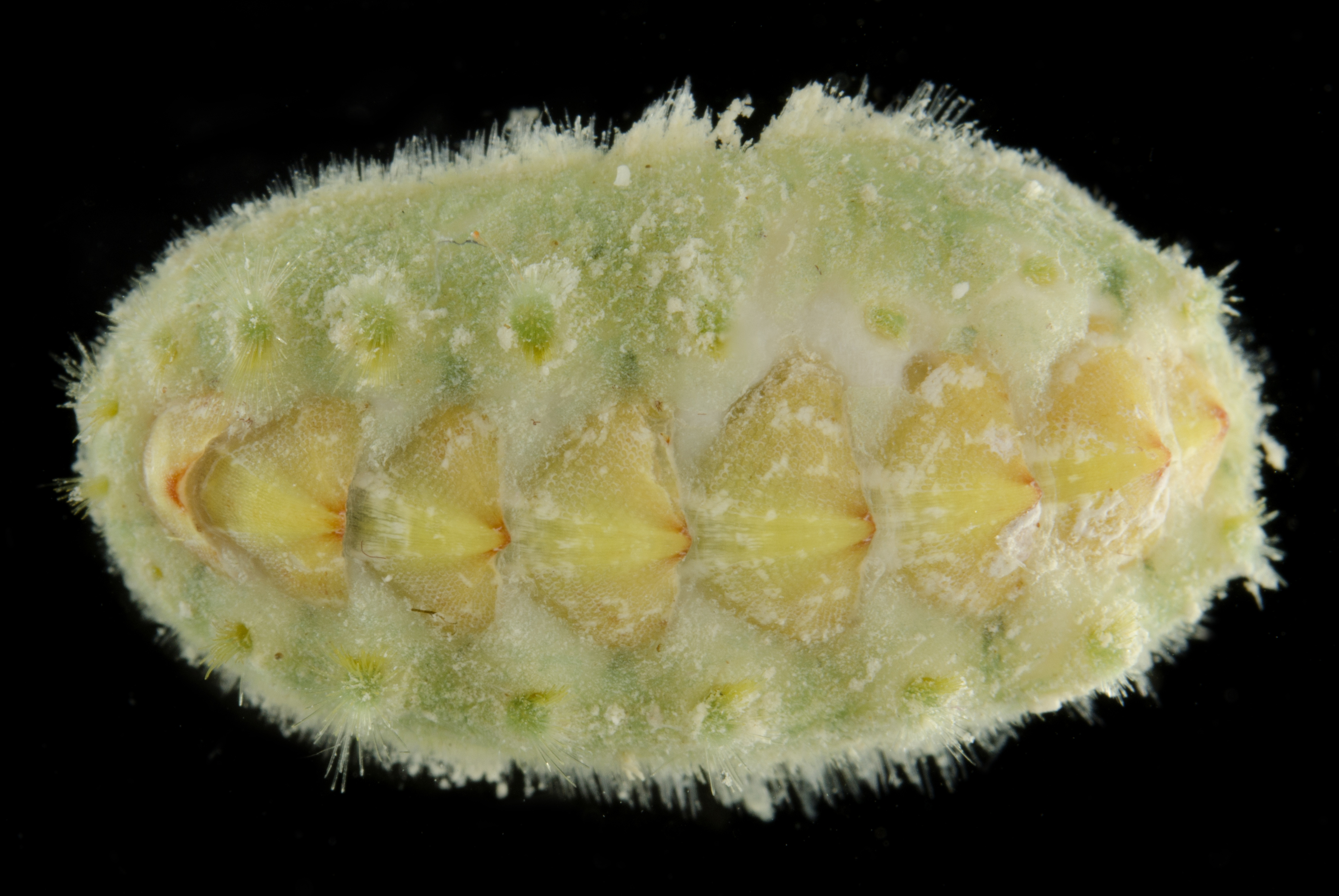 Acanthochitona penicillata image