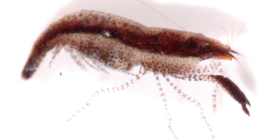 Pontoniopsis comanthi image