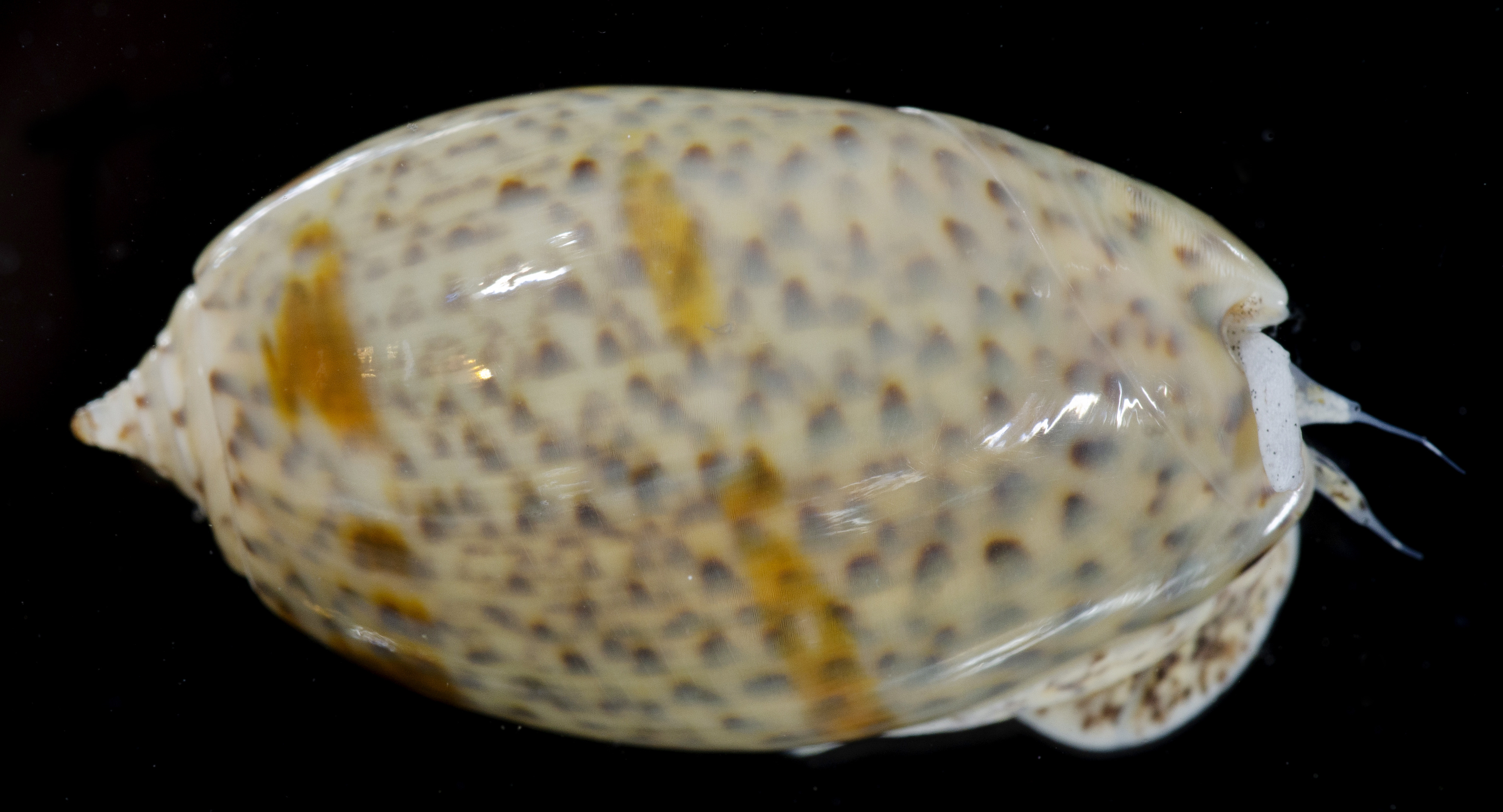 Oliva bulbosa thumbnail