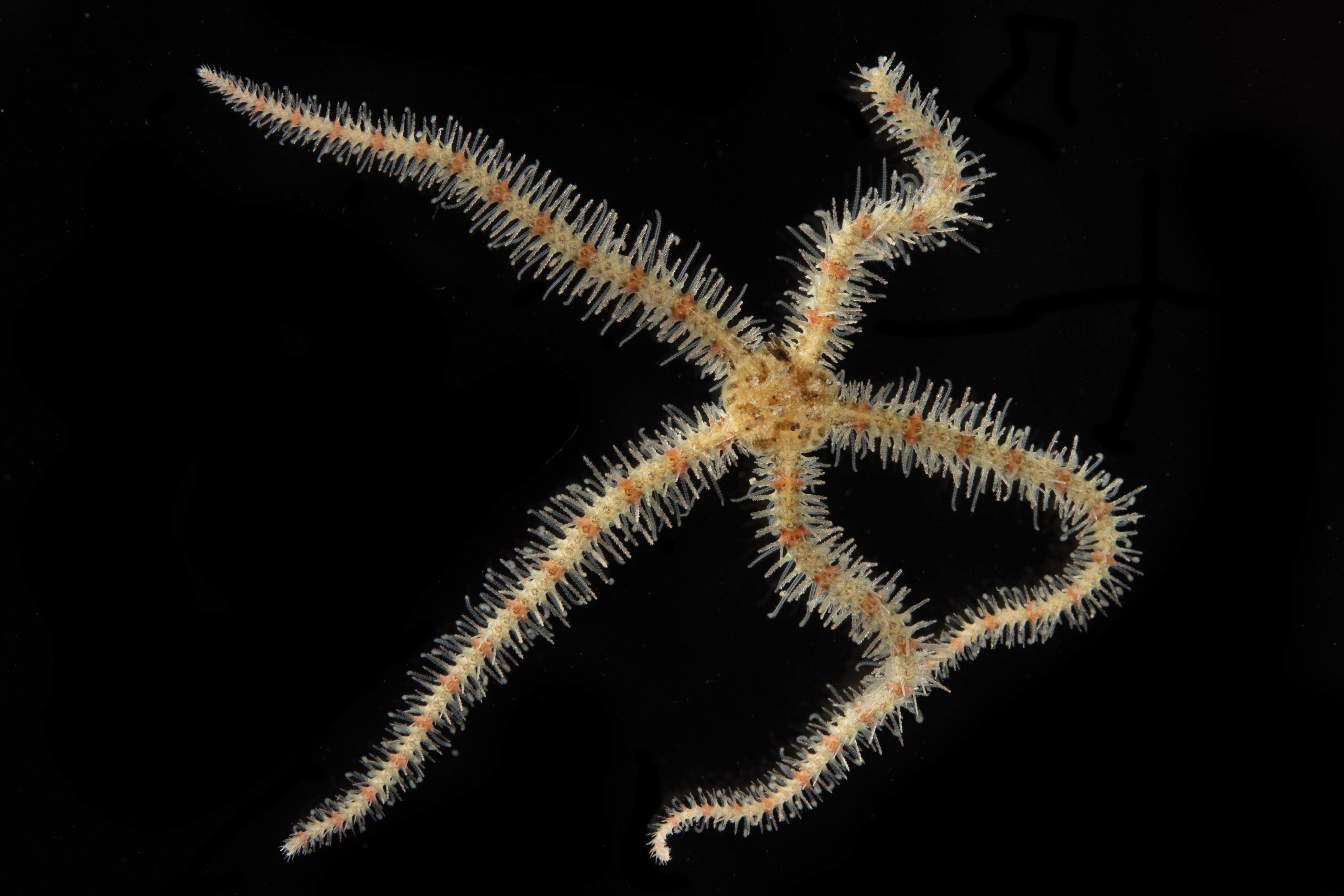 Ophiothrix spiculata