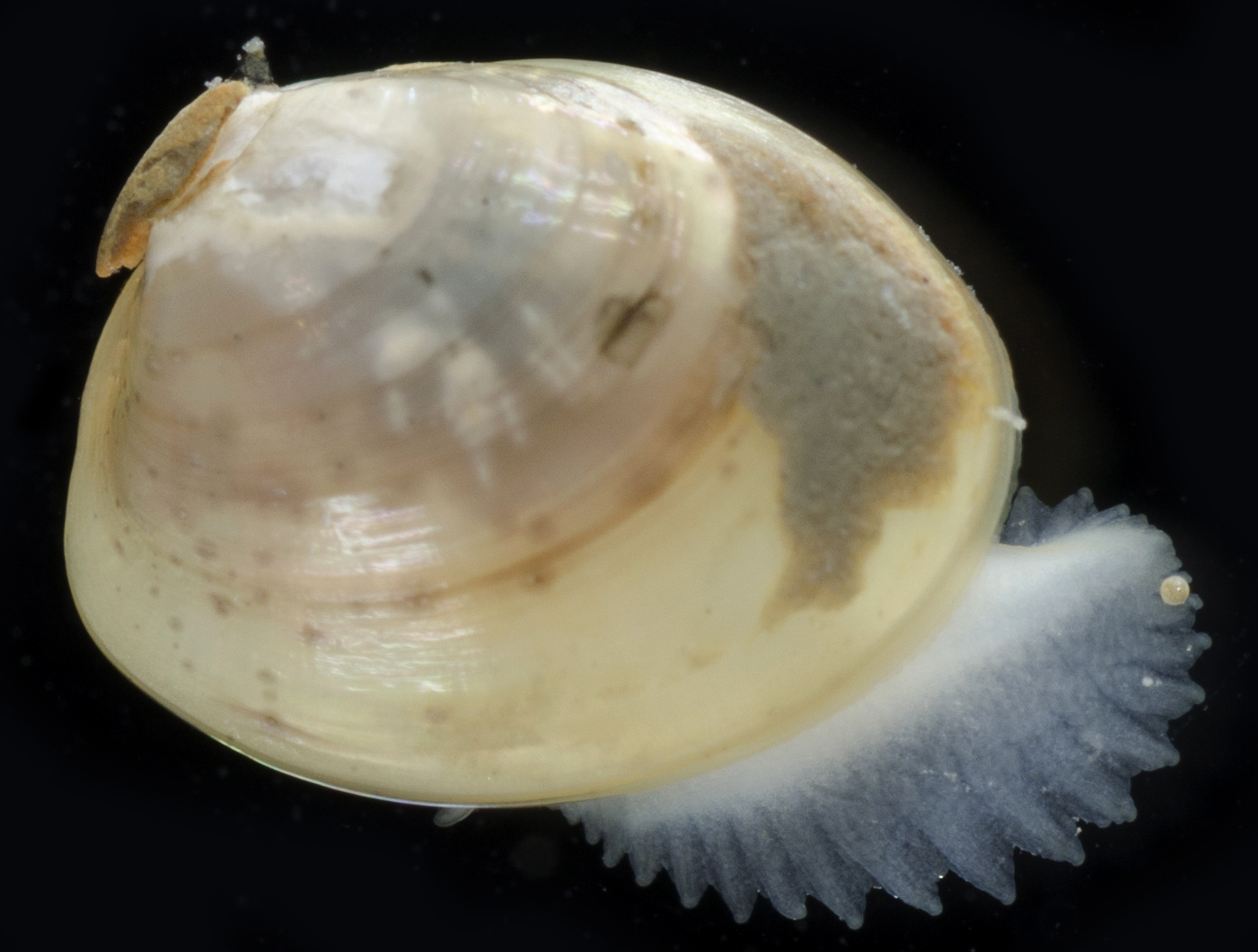 Ennucula tenuis (Montagu, 1808)