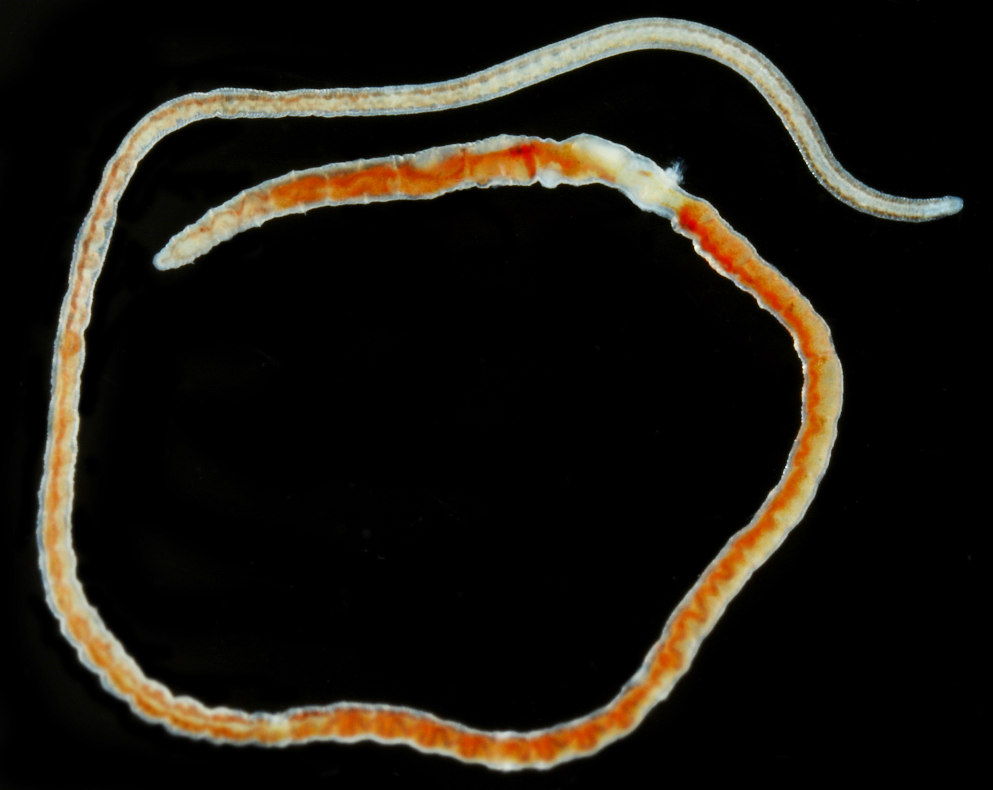 Tubificoides thumbnail