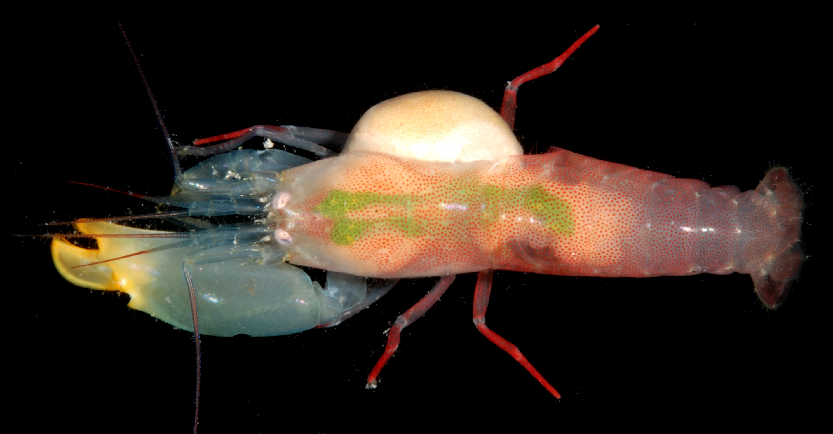 Synalpheus hemphilli