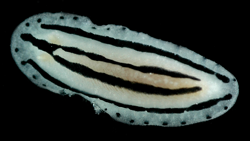 Phyllidiella striata image