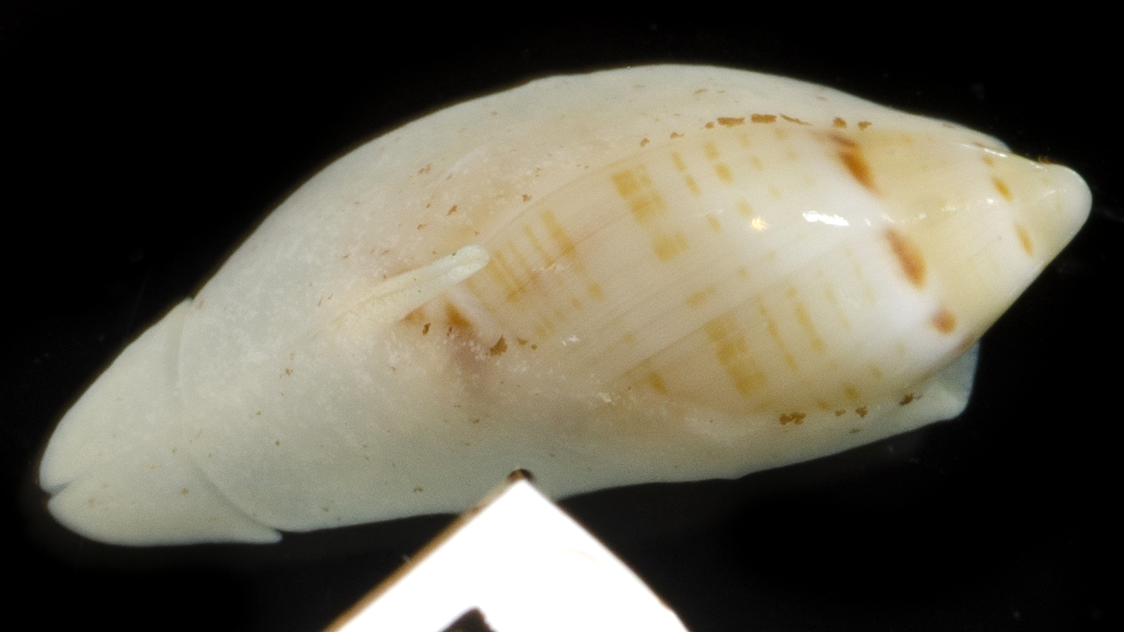 Ancillariidae image