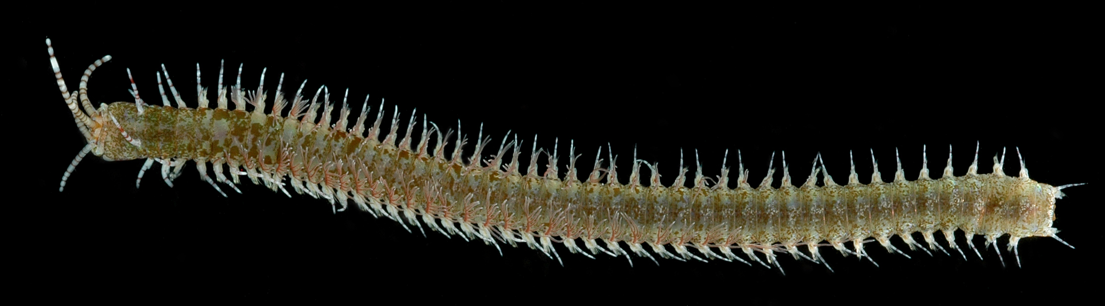 Eunice tentaculata image
