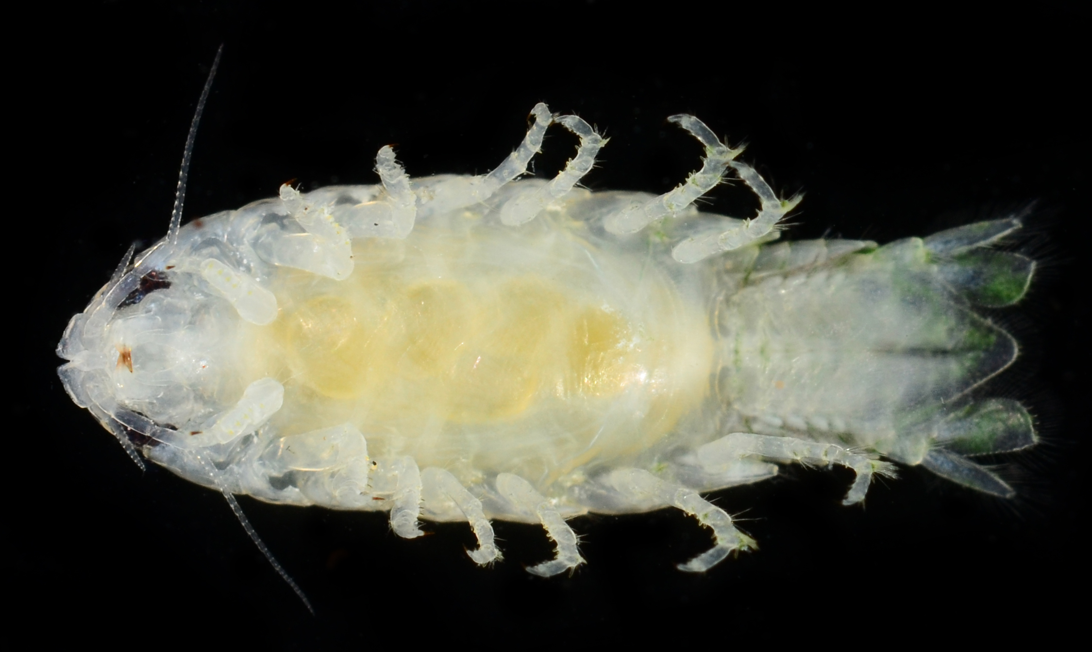 Cirolanidae image
