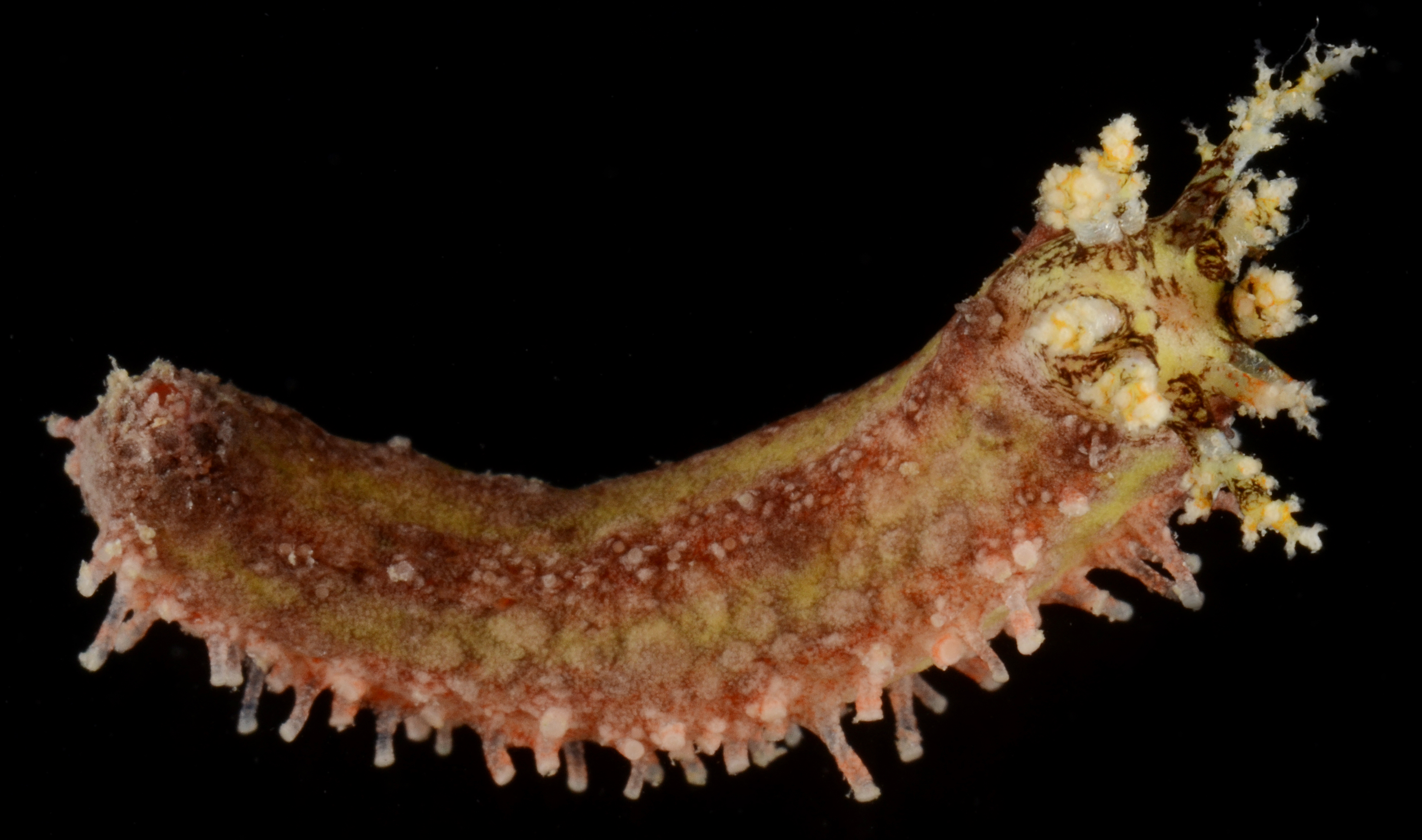 Plesiocolochirus image