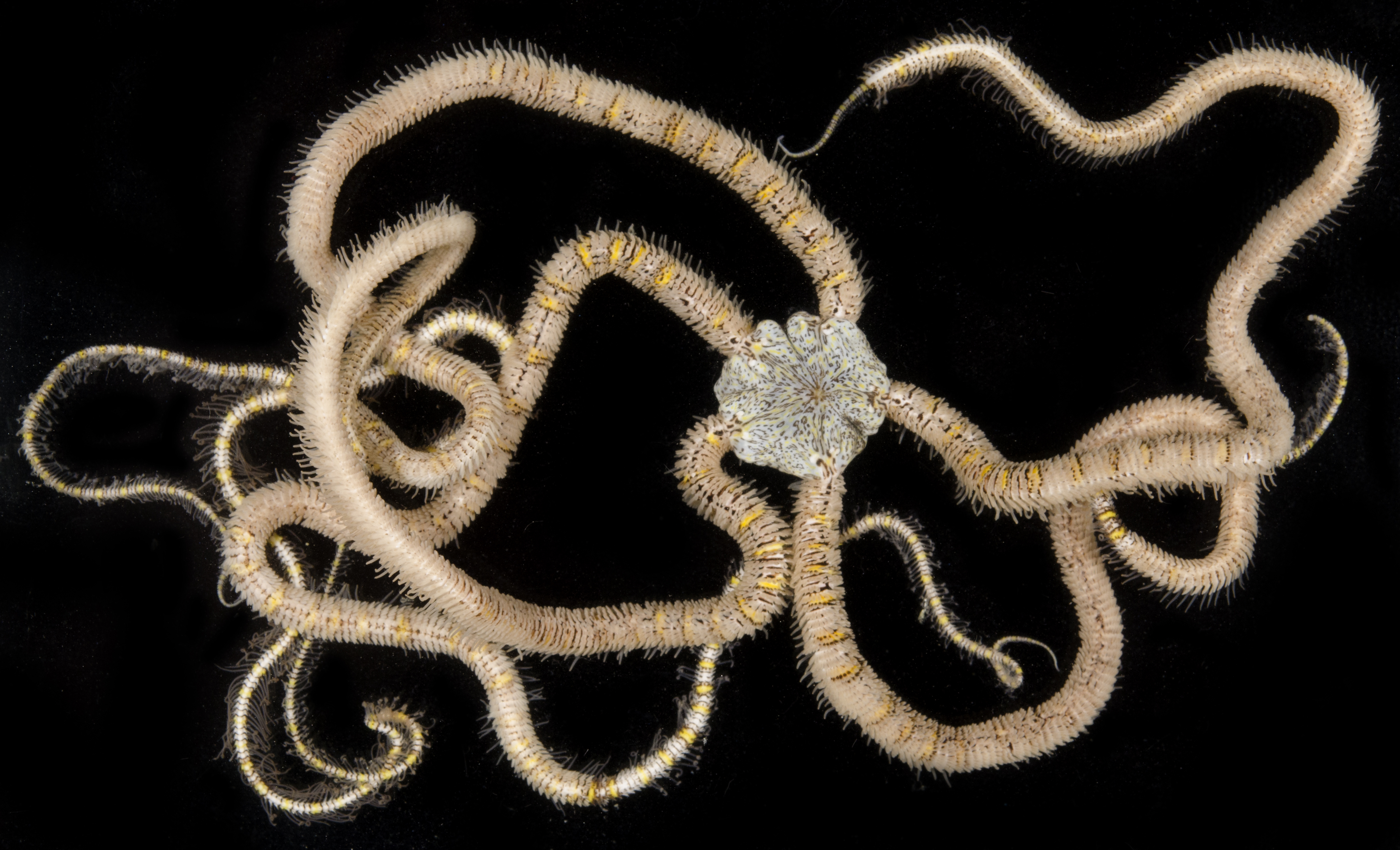 Ophiopsila polyacantha