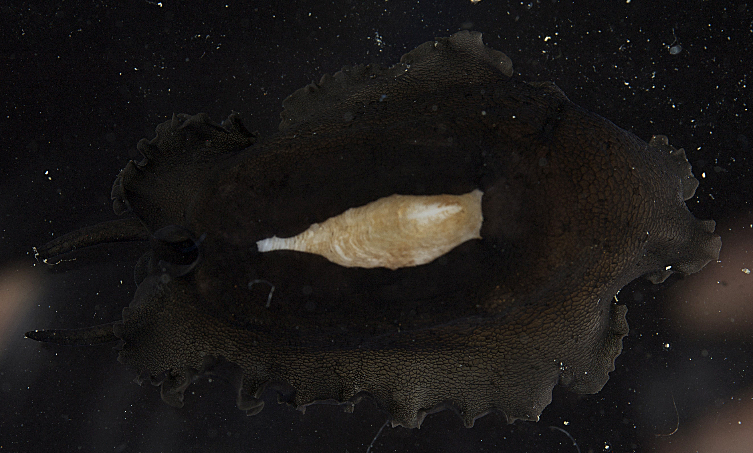 Scutus unguis thumbnail