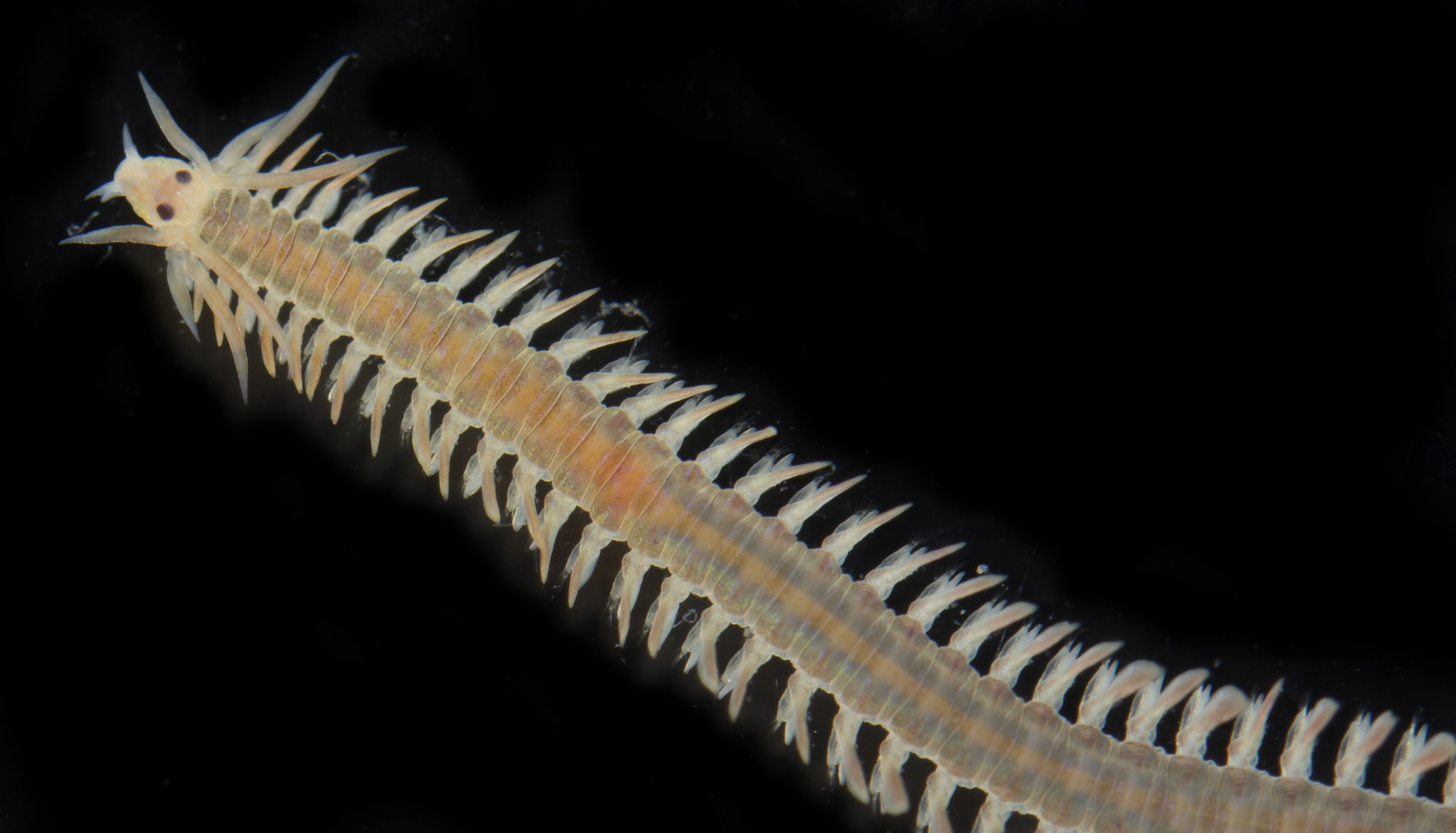 Phyllodoce medipapillata
