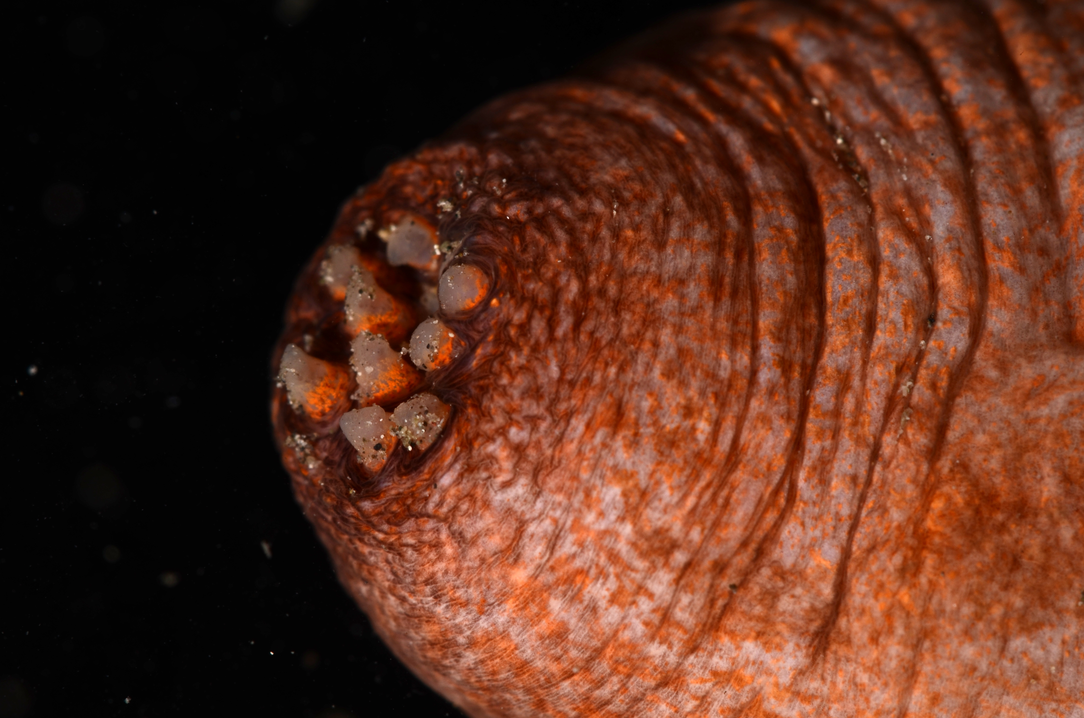 Acaudina molpadioides thumbnail