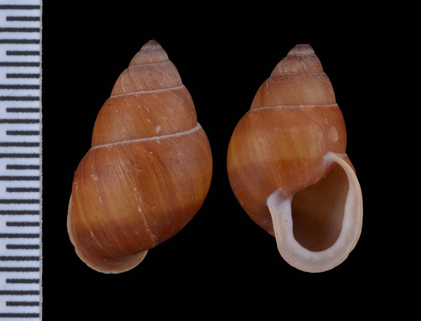 Partula fusca