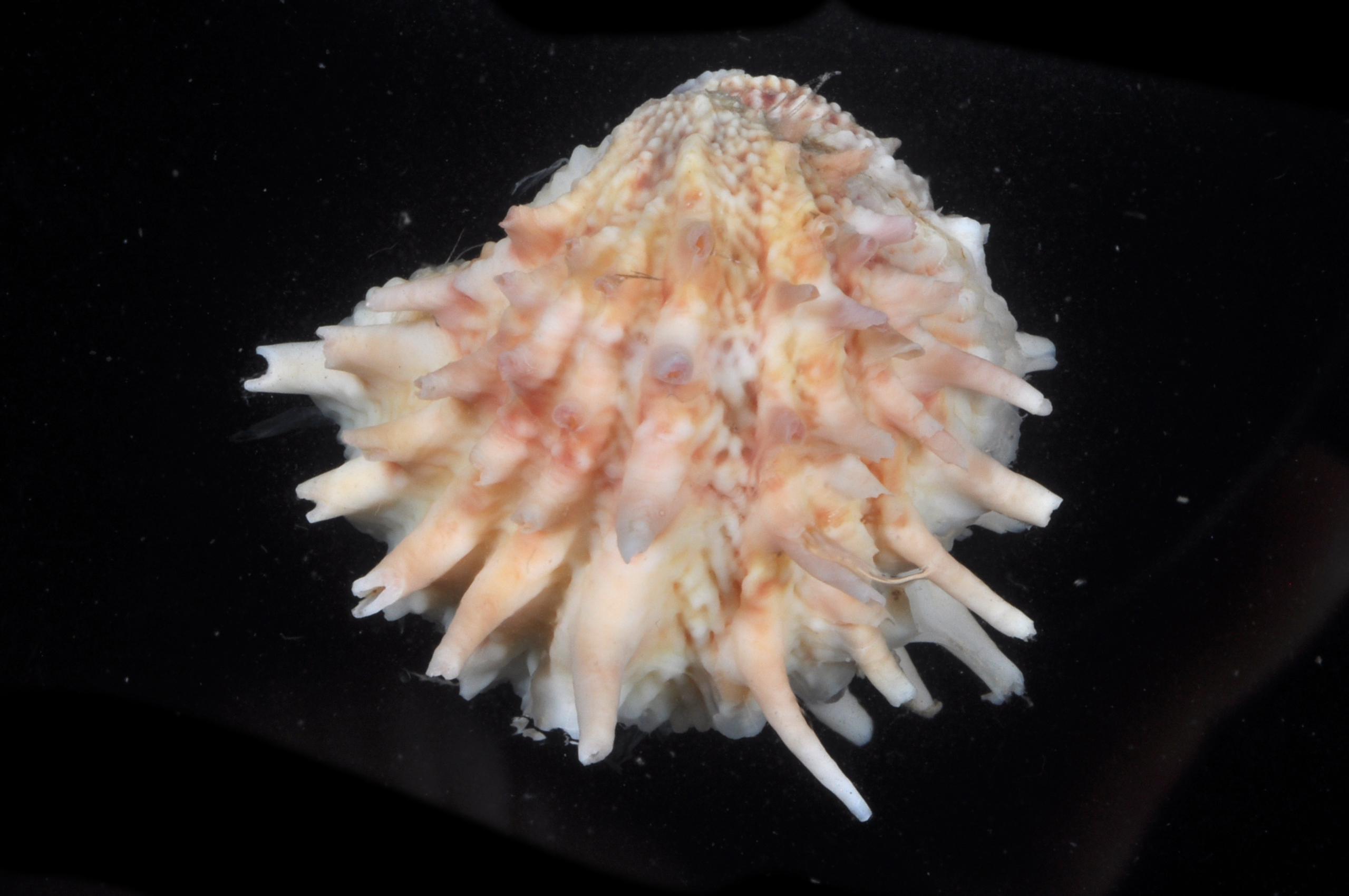 Arcinella cornuta