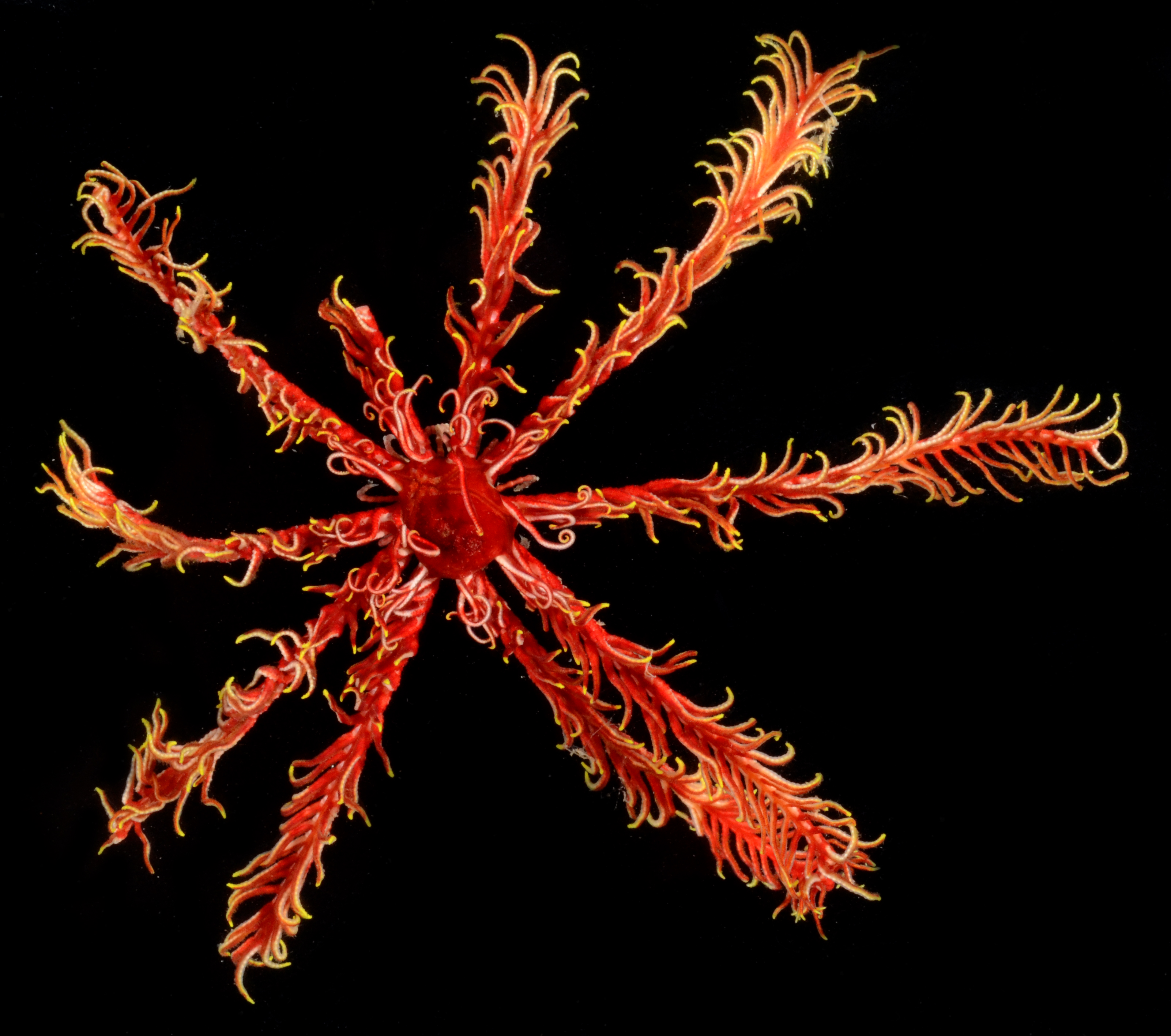 Comactinia