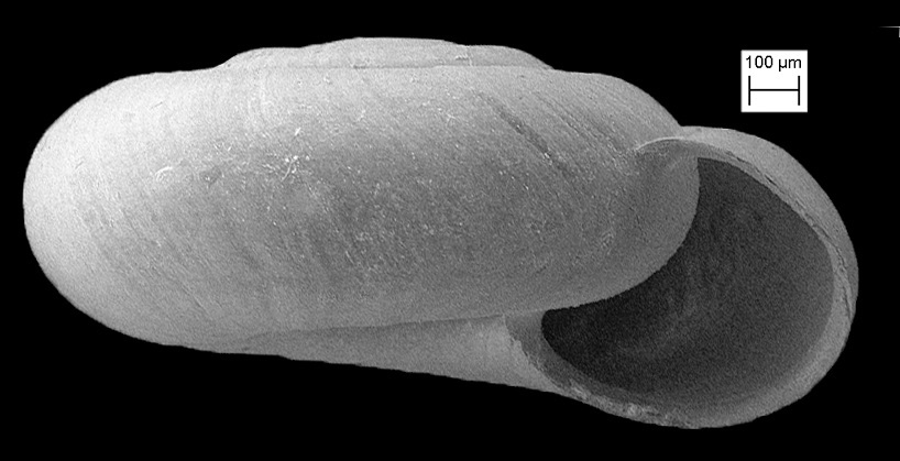 Helicodiscidae image
