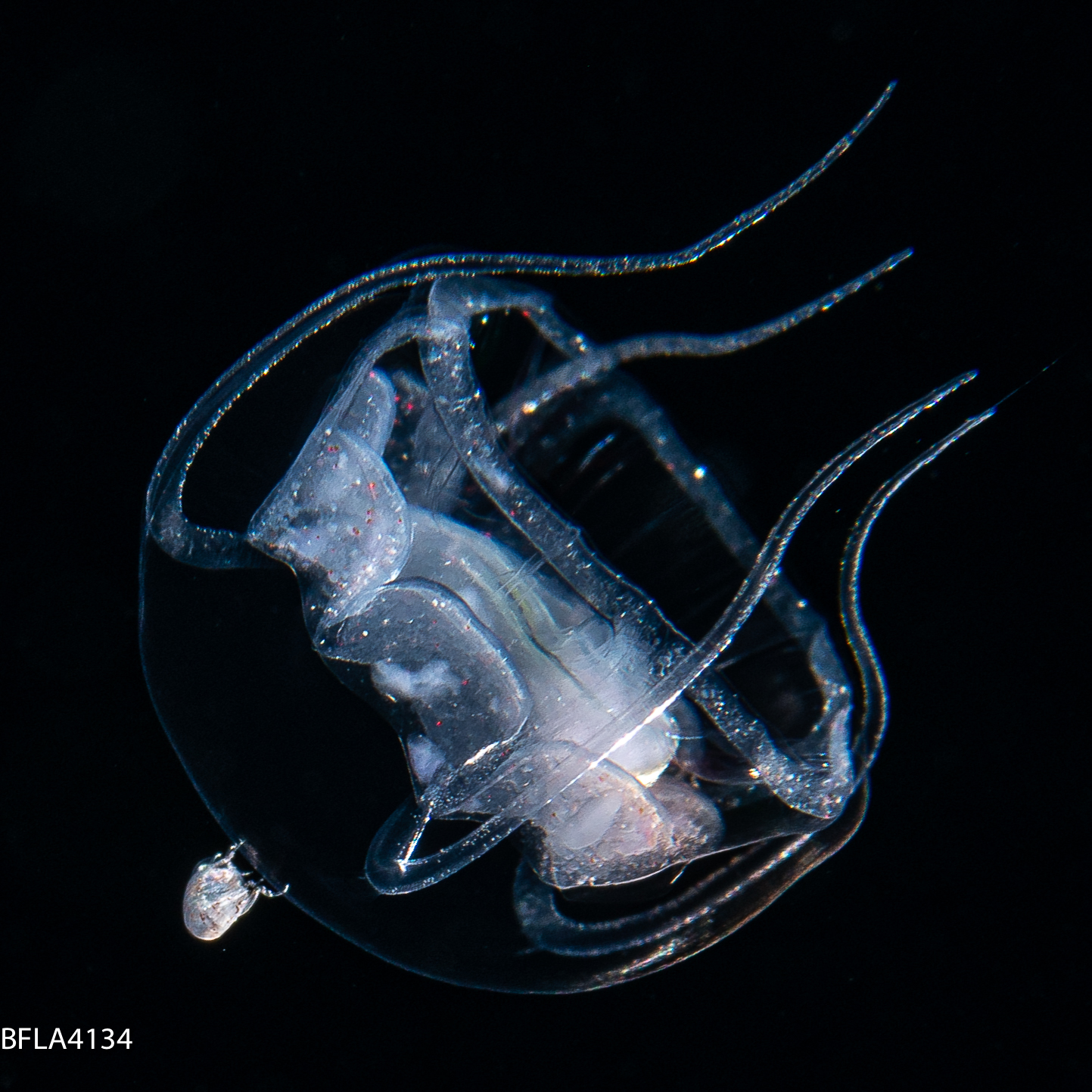 Pseudaegina rhodina