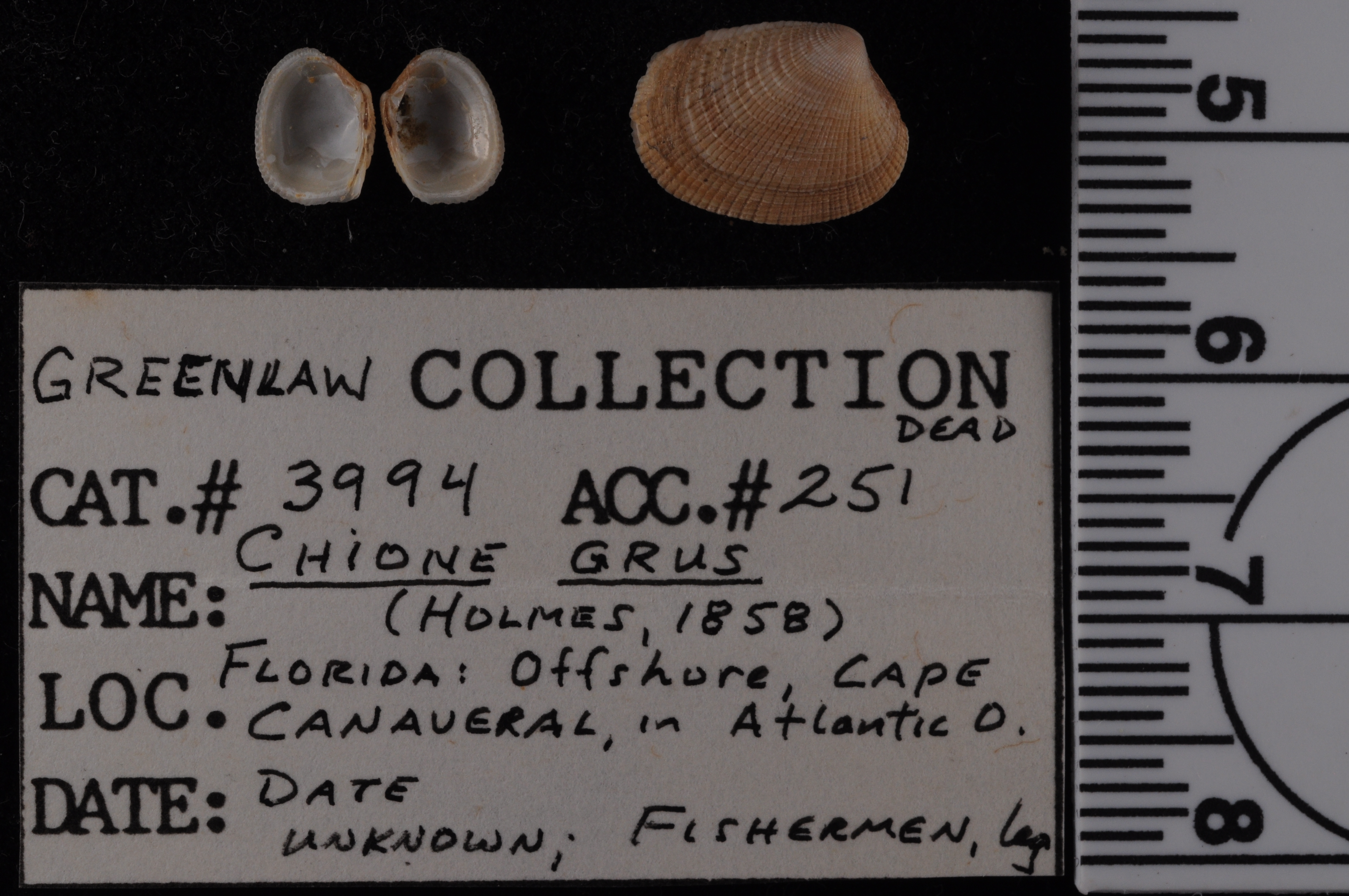 Chioneryx grus image