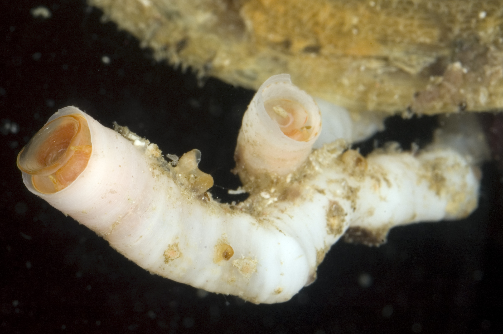 Petaloconchus erectus