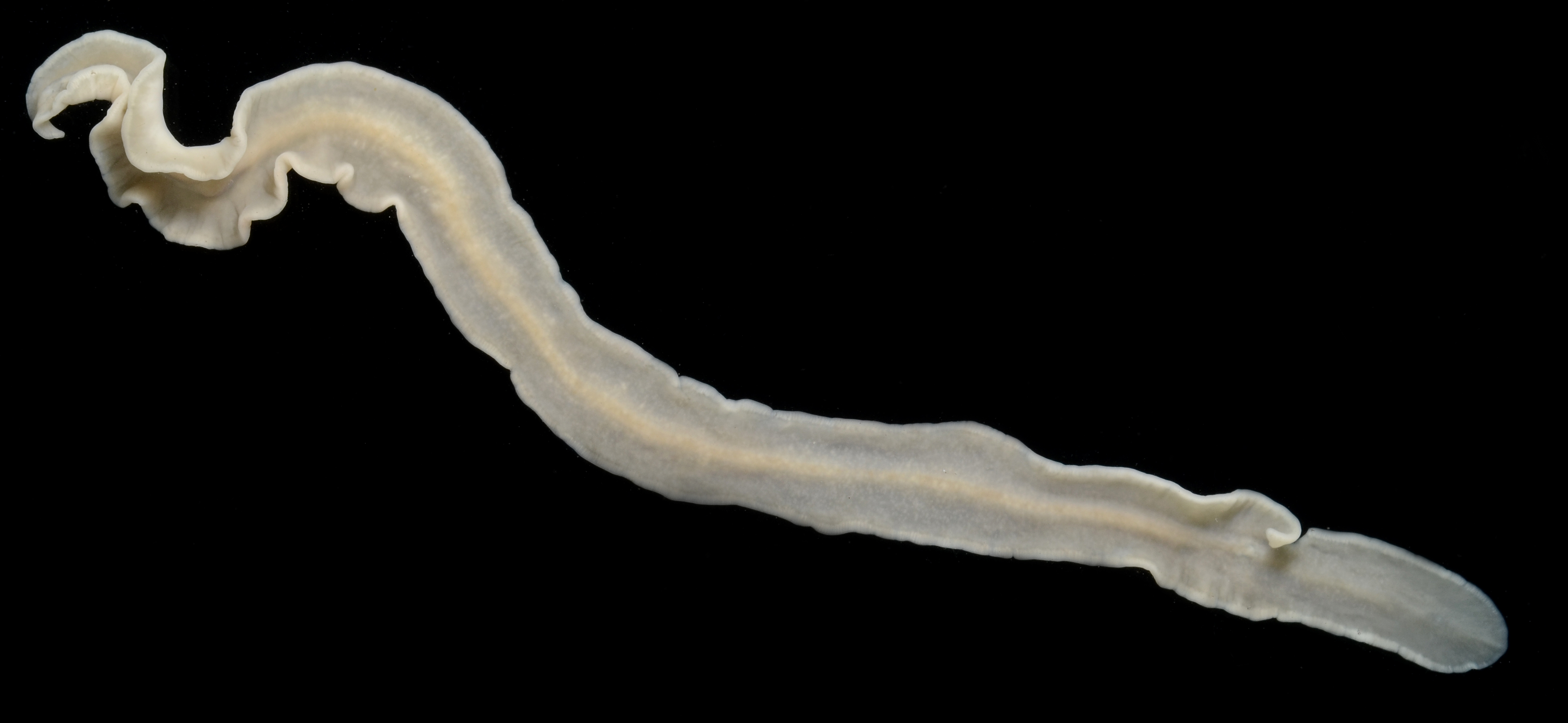 Prosthiostomum