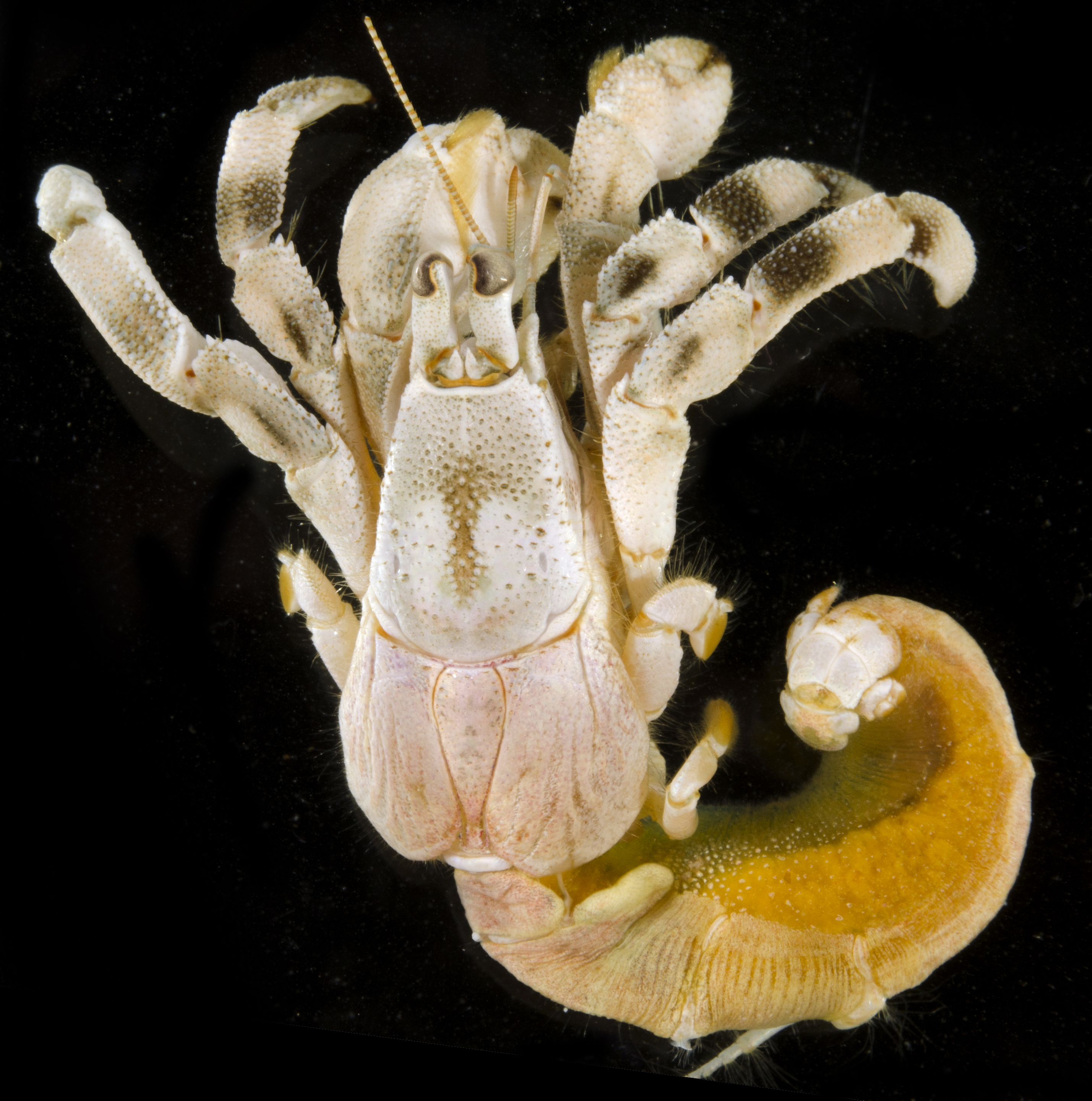 Coenobitidae image