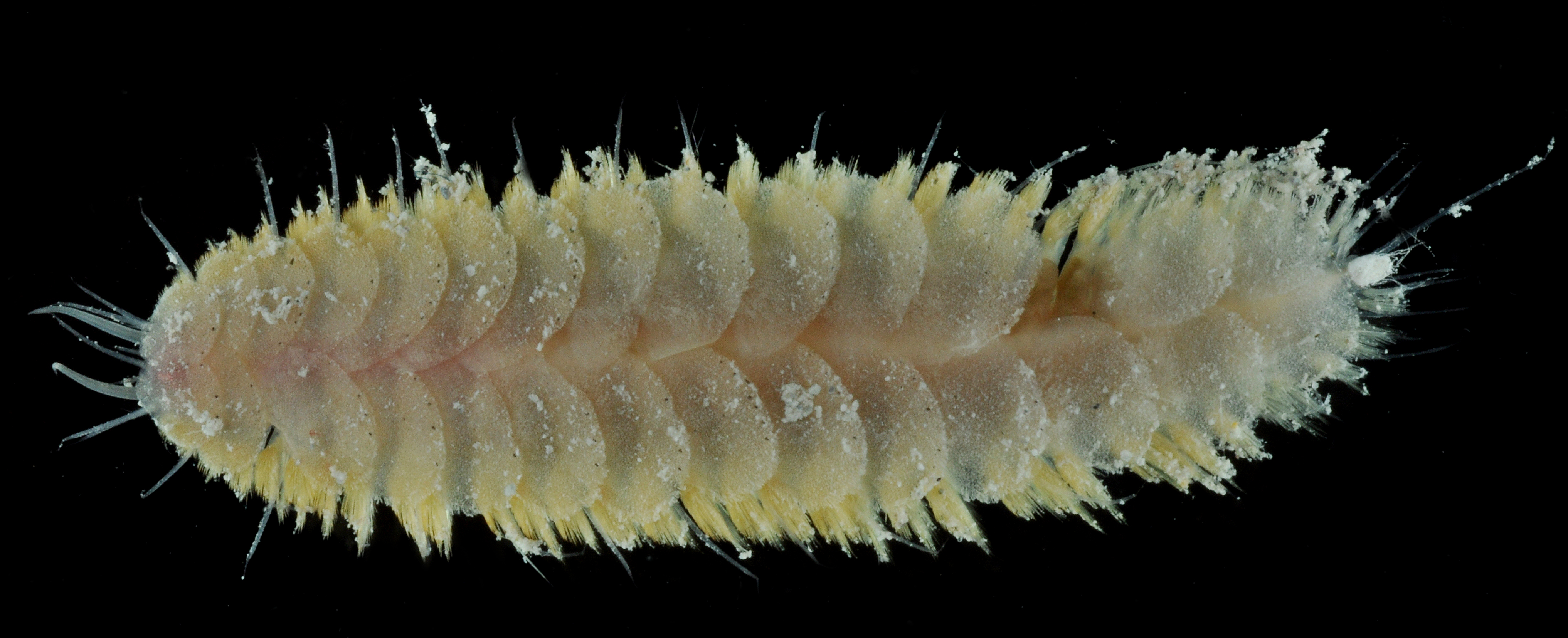 Paralepidonotus erythromaris image