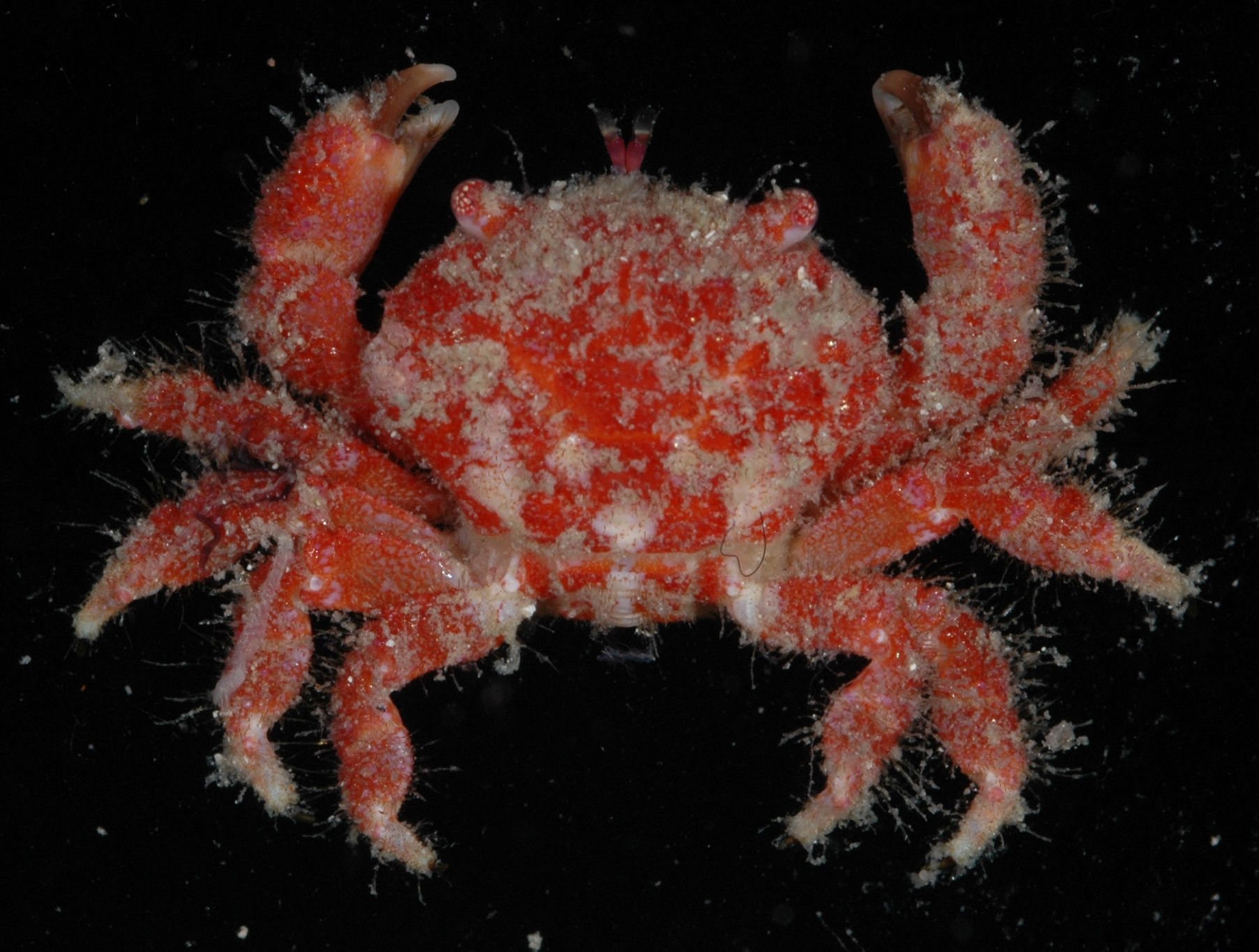 Pseudoliomera thumbnail