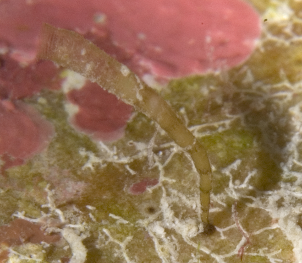 Nausithoe