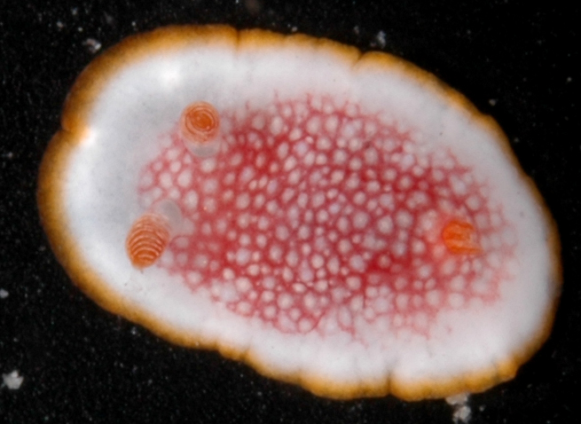 Goniobranchus tinctorius image