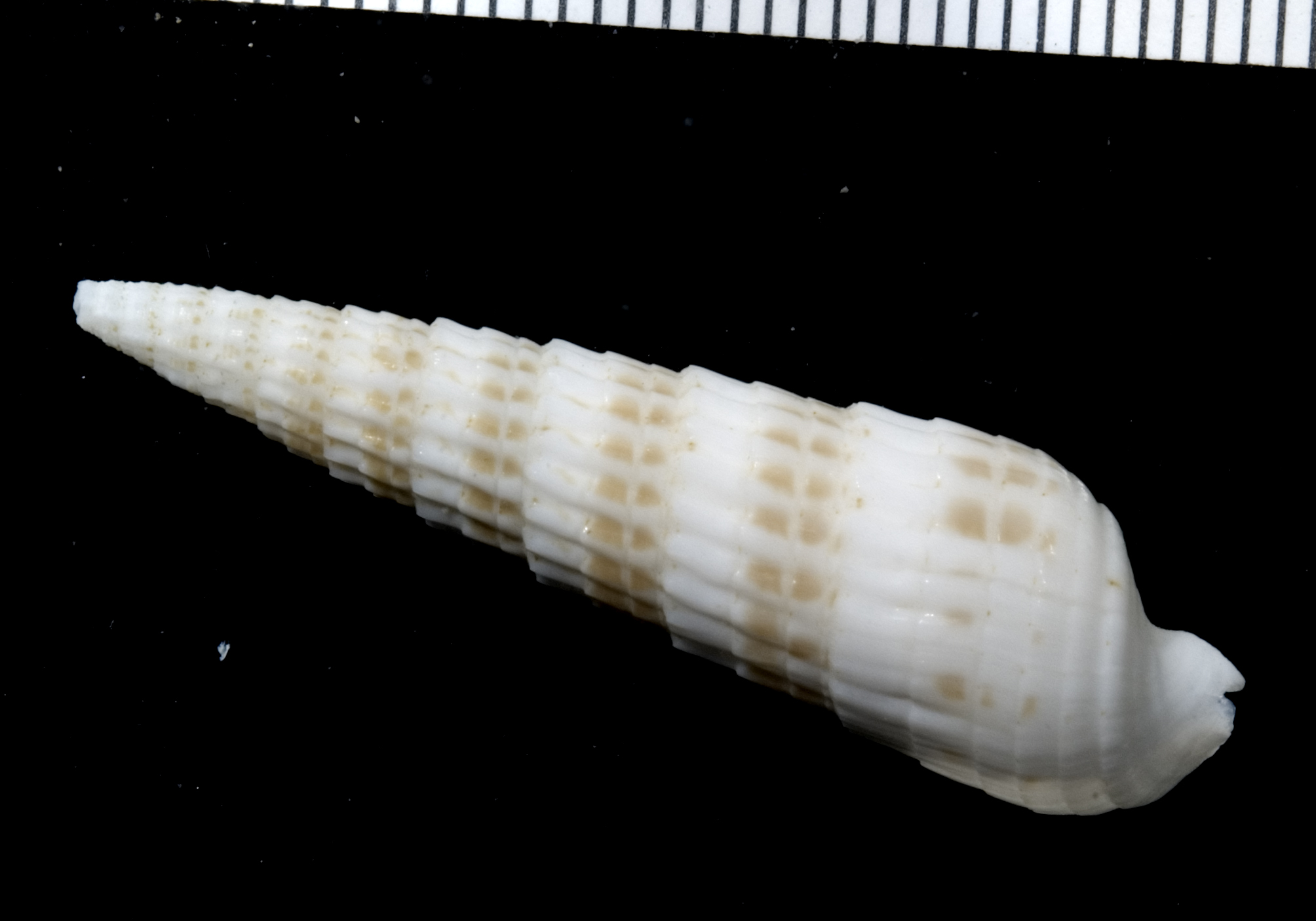 Rhinoclavis fasciata thumbnail