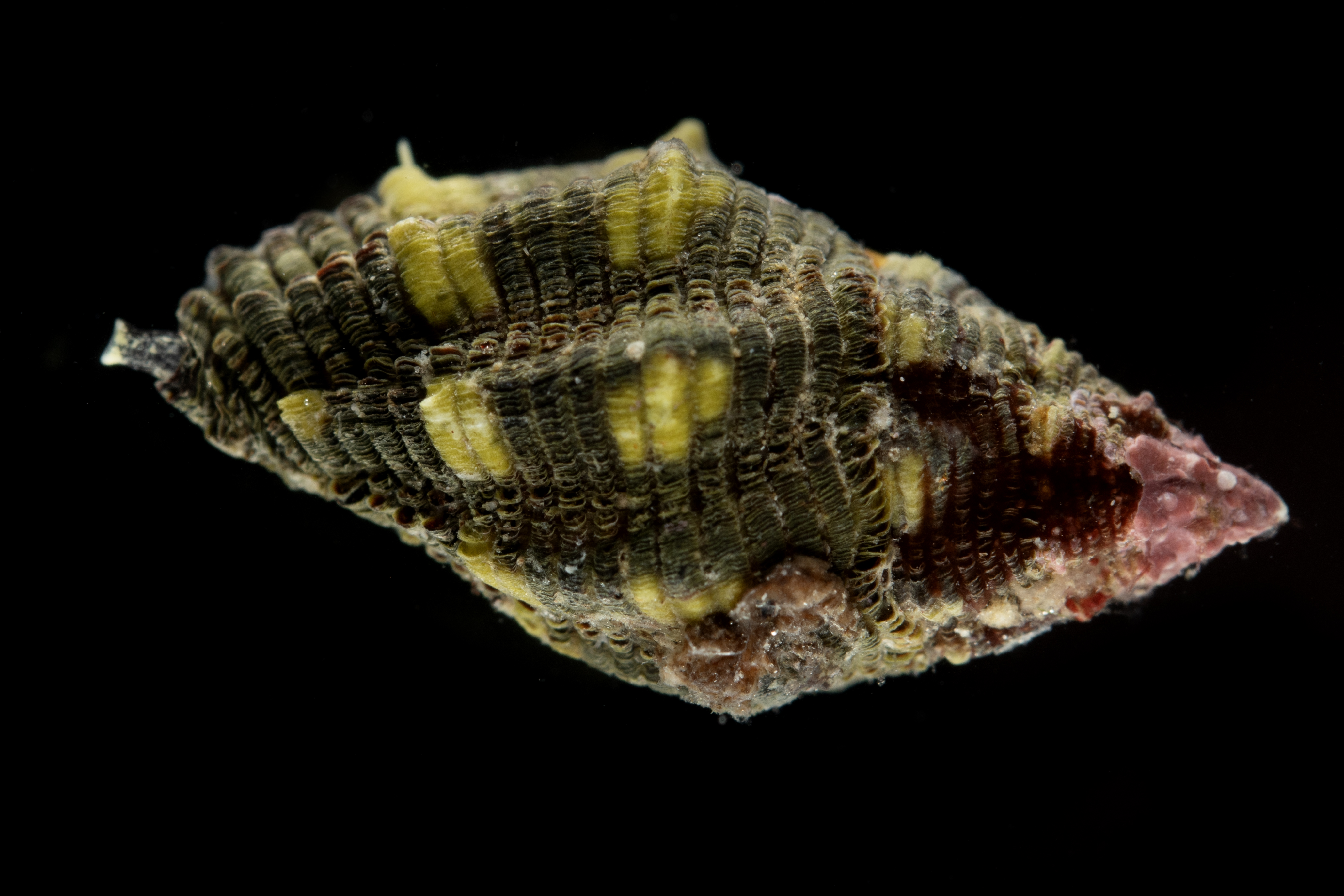 Morula biconica